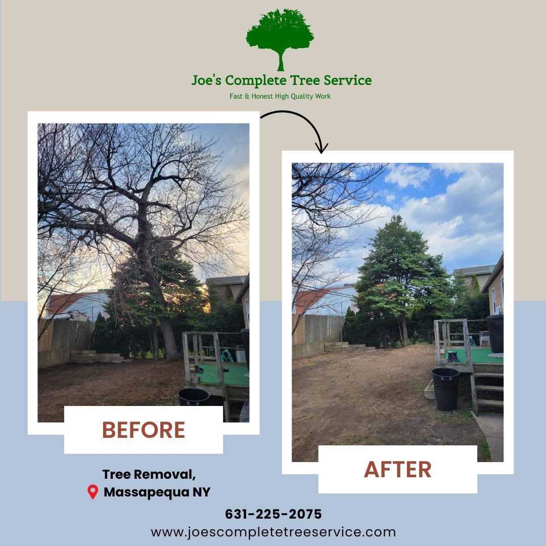 📍Massapequa, NY
🌳 Tree Removal
👍🏽Great Work by our Team! 631-225-2075📞
. 
.
.
#treeservice #treeremoval #nassaucounty #nassaulongisland #treeservicelongland #treestumpremoval #removal #joescompletetreeservice #treeservicecompany #longislandnewyo