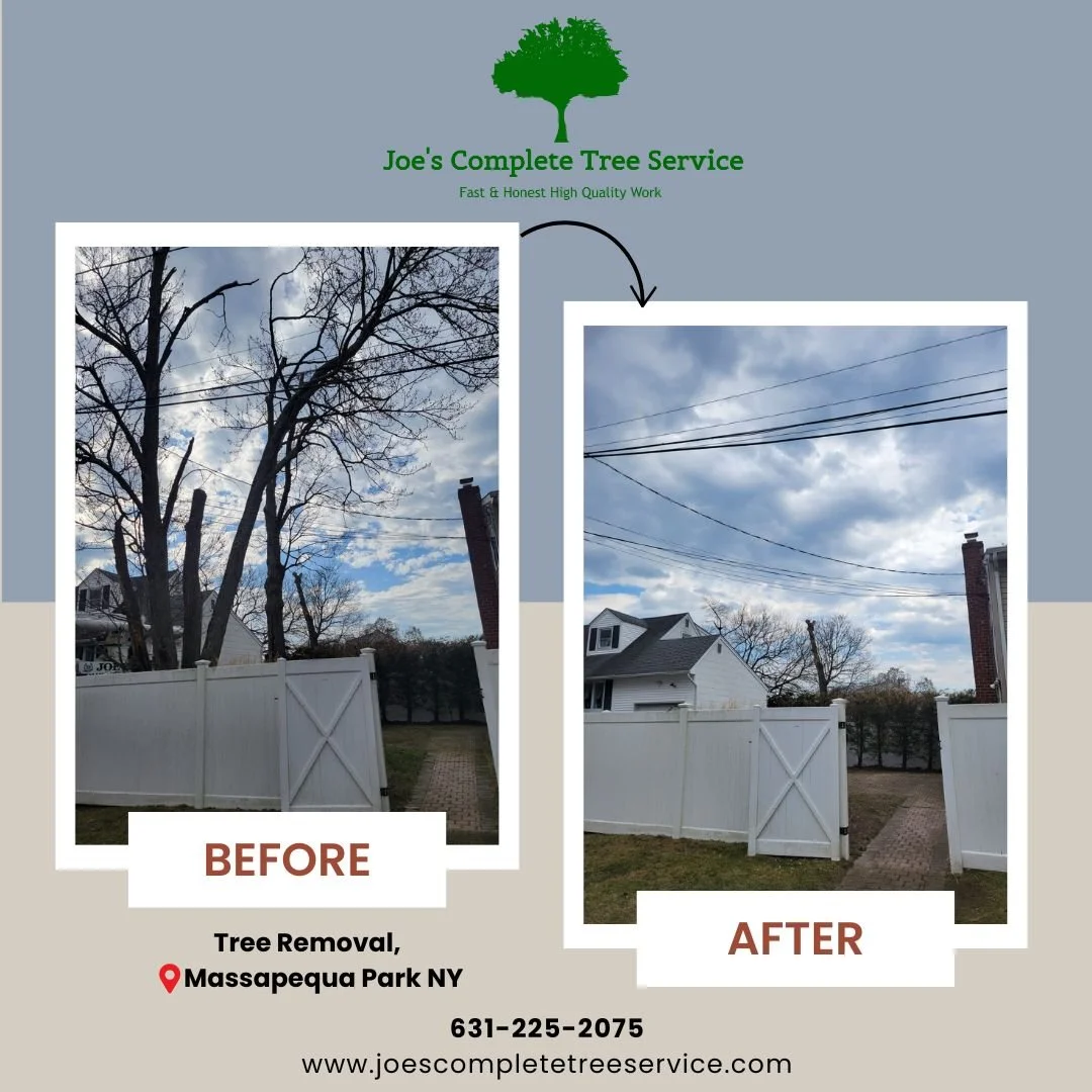 🌳 Tree Removal
📍Massapequa Park, NY
👍🏽Great Work by our Team! 631-225-2075📞
. 
.
.
#treeservice #treeremoval #nassaucounty #nassaulongisland #treeservicelongland #treestumpremoval #removal #joescompletetreeservice #treeservicecompany #longisland