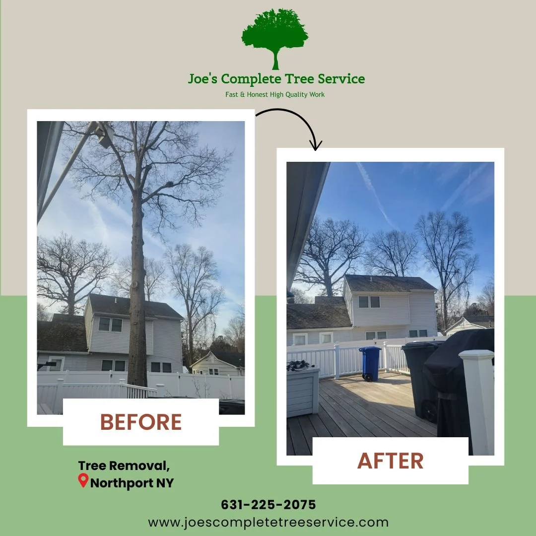 📍East Northport, NY
🌳 Tree Removal Before and After!
👍🏽Great Work by our Team! 631-225-2075📞
. 
.
.
#treeservice #treeremoval #nassaucounty #nassaulongisland #treeservicelongland #treestumpremoval #removal #joescompletetreeservice #treeserviceco