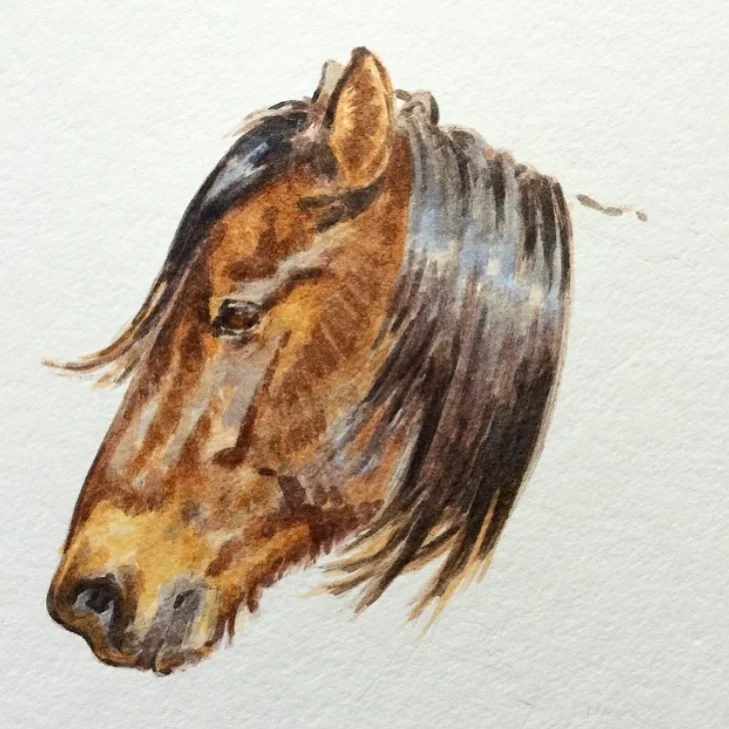teal_blake_horse_head_bay.JPG