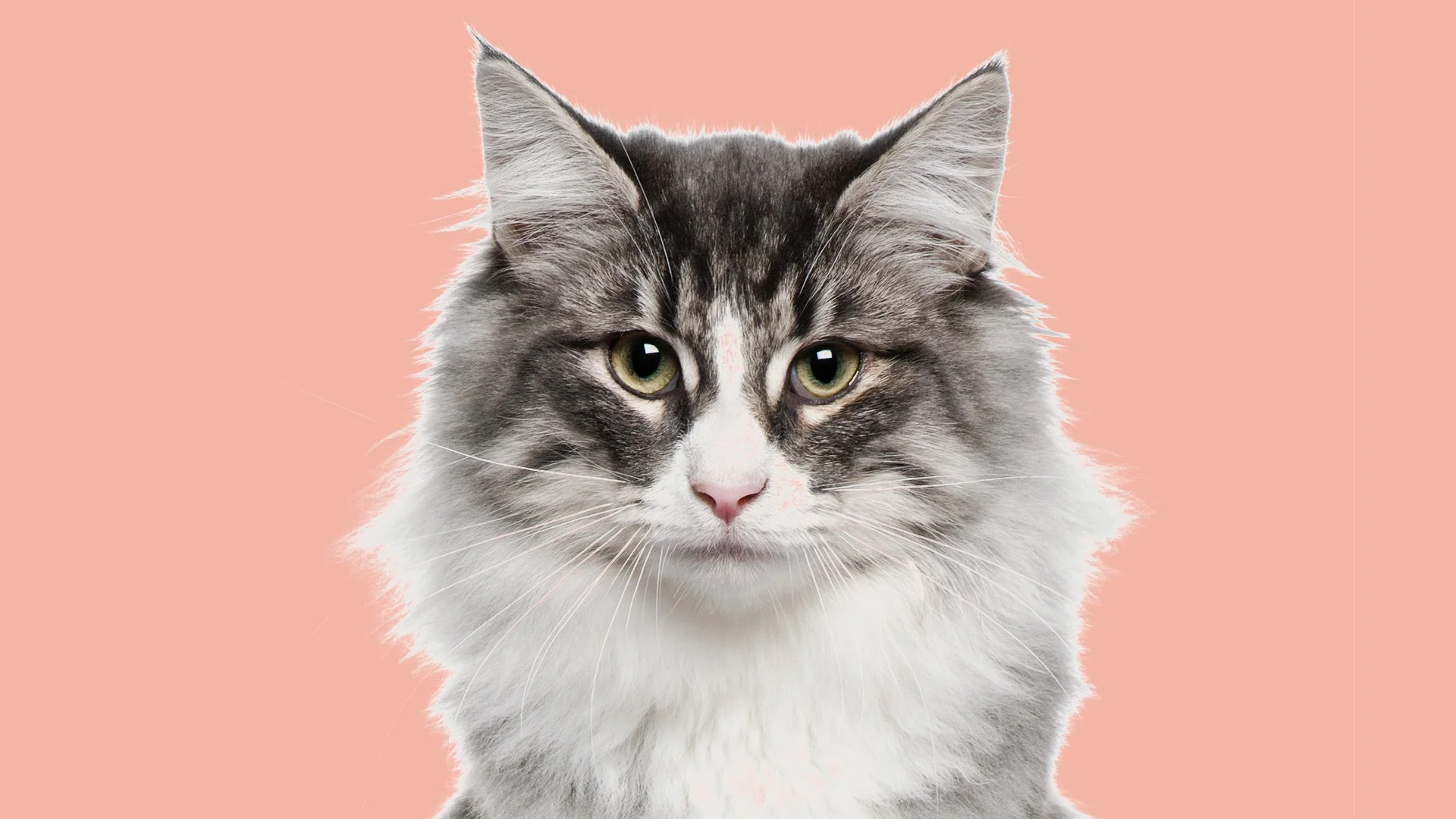 Cat-image-1-peach.jpg