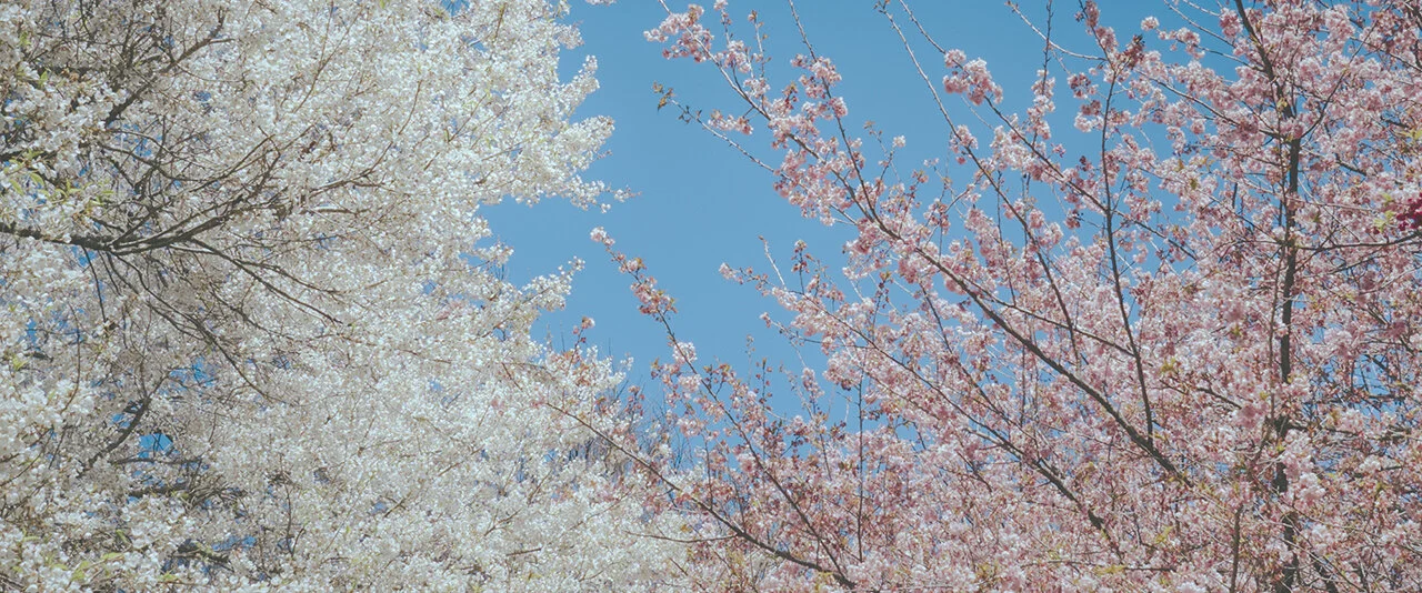櫻花大戰