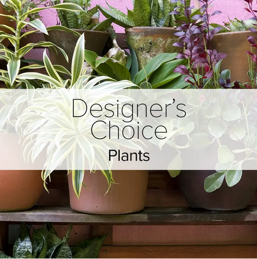 Designer Choice - Plants.png
