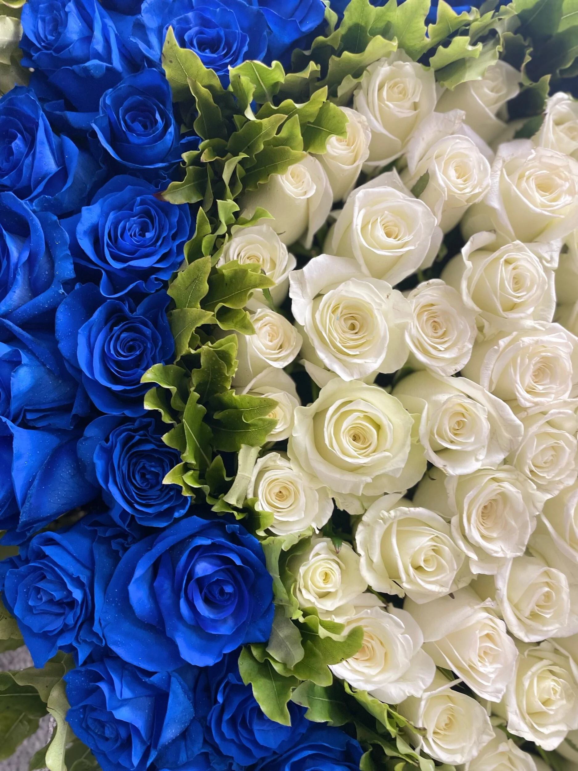 6C8A8371-5A8F-42CC-ABAC-2AE4424A7D1C