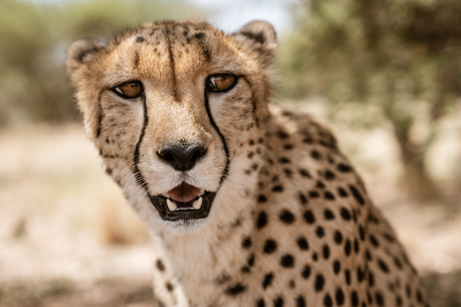 Cheetah's on the Focus