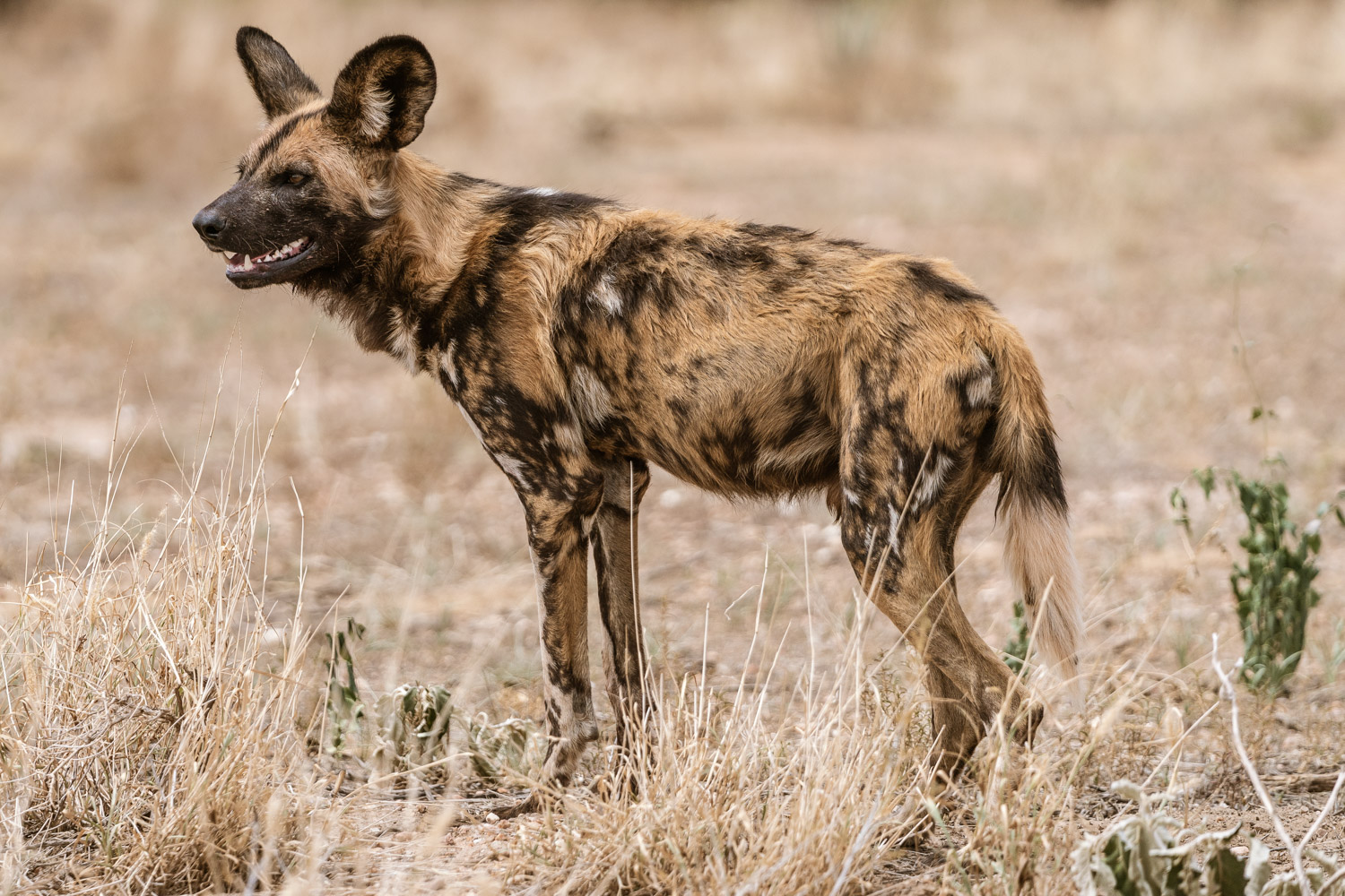 Namibian's last wild dogs under pressure
