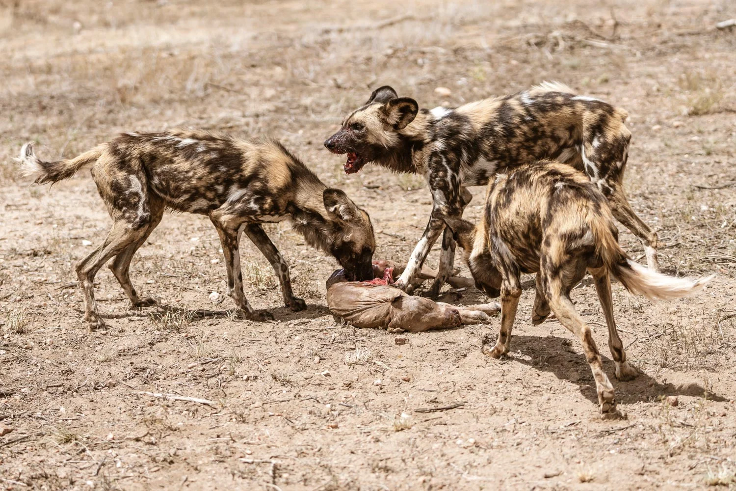 Wild dogs at Naankuse Wildlife Conservancy - naankuse.com - Photo: Roland Steffen