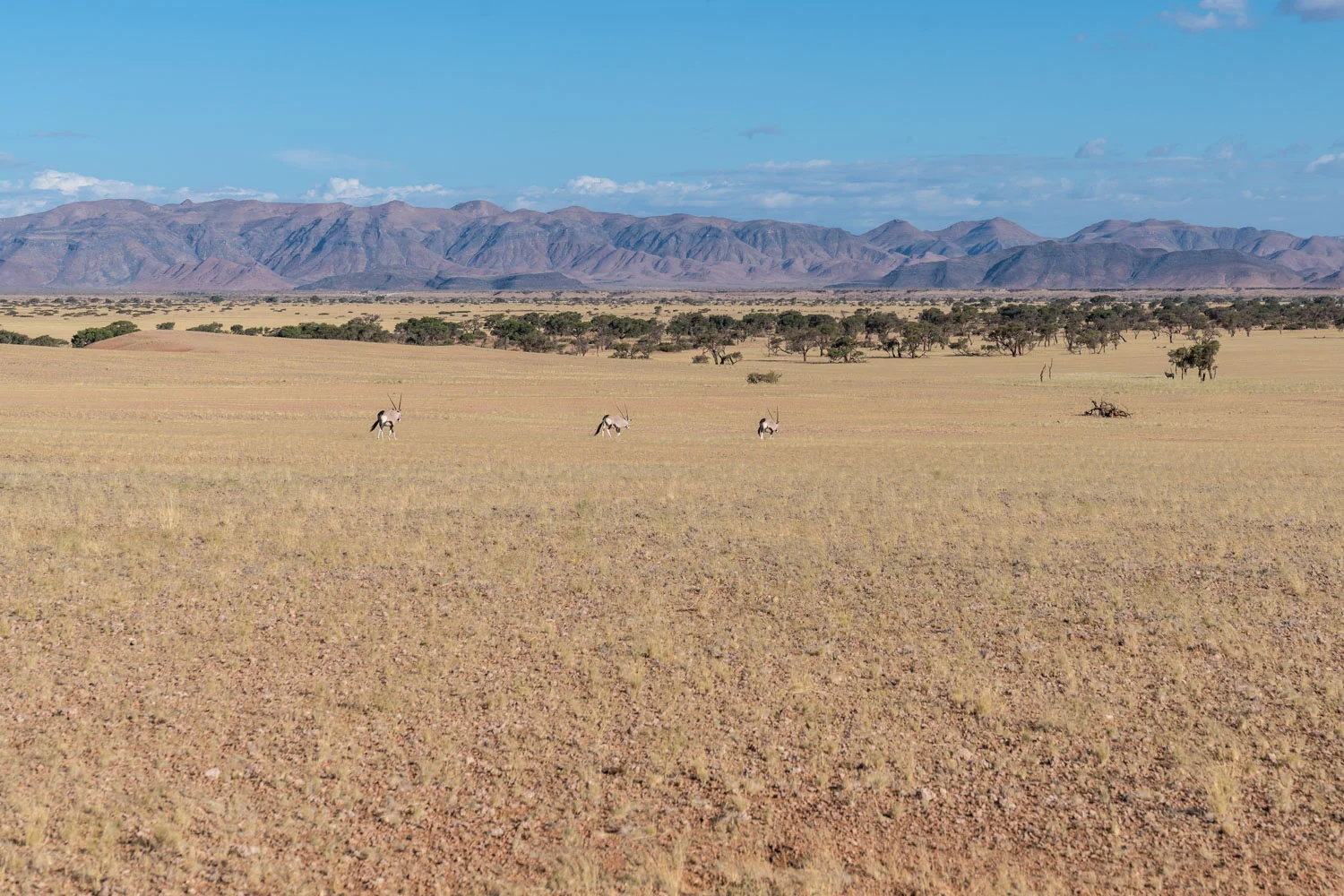 Namib Naukluft Park, Namibia, February 2019 - Photo: Roland Steffen, Sony A7r III, Sony FE 16-35mm f 2.8 GM