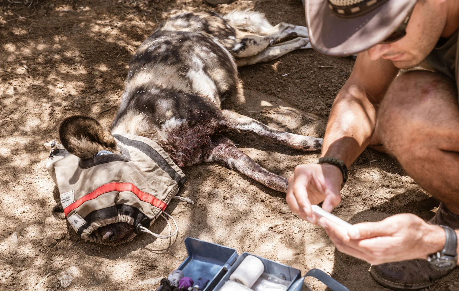 Two wild dogs lost their lives, with a third severely injured and fighting for his life in the Naankuse Veterinary Clinic. Photo: Roland Steffen