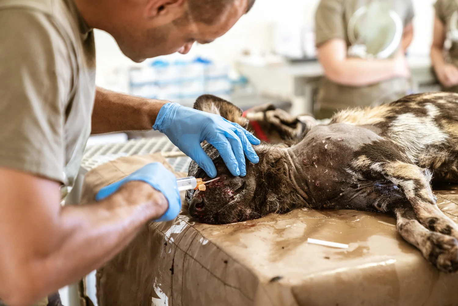 Jaco was severely injured and fought for his life in the Naankuse Veterinary Clinic. Tragically, just three days later, he lost the fight despite our very best efforts. Photo: Roland Steffen