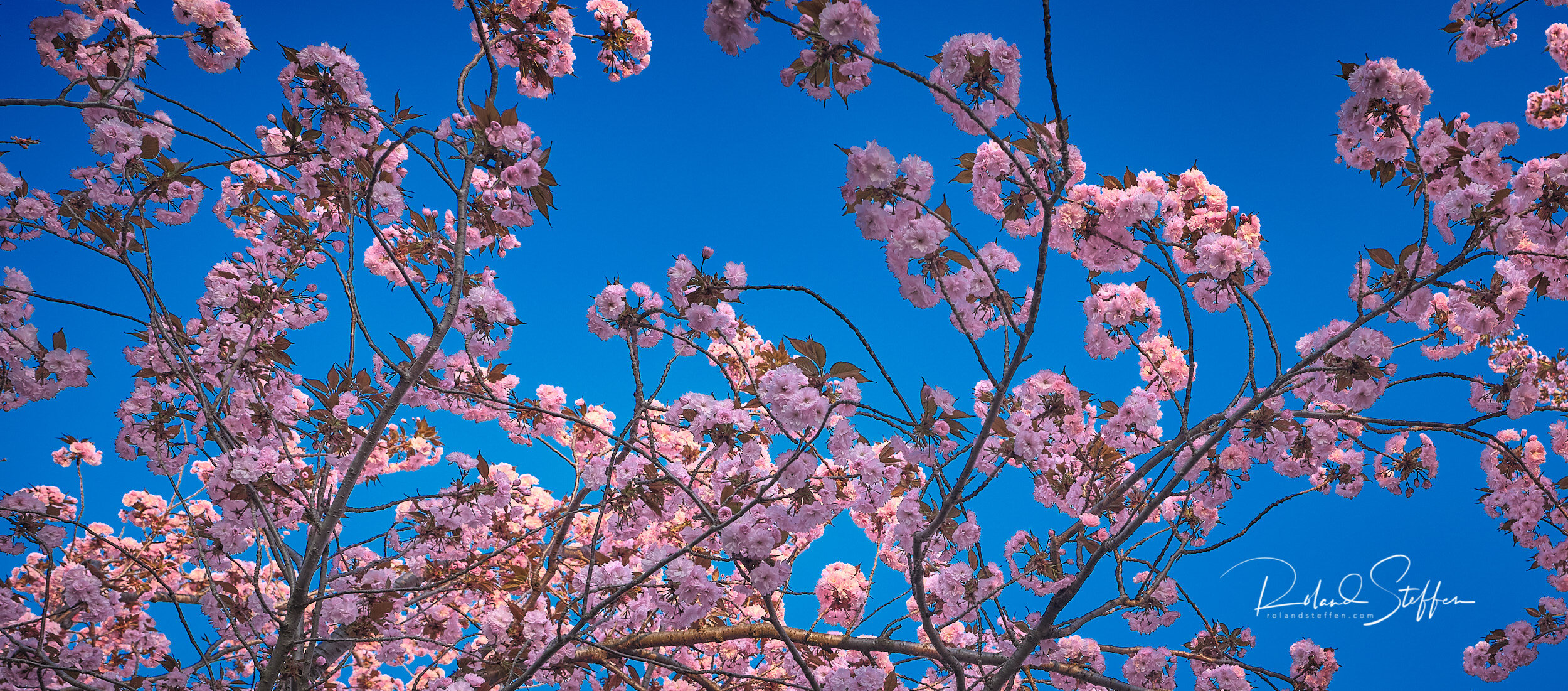 Japanese Cherry - Prunus Serrulata