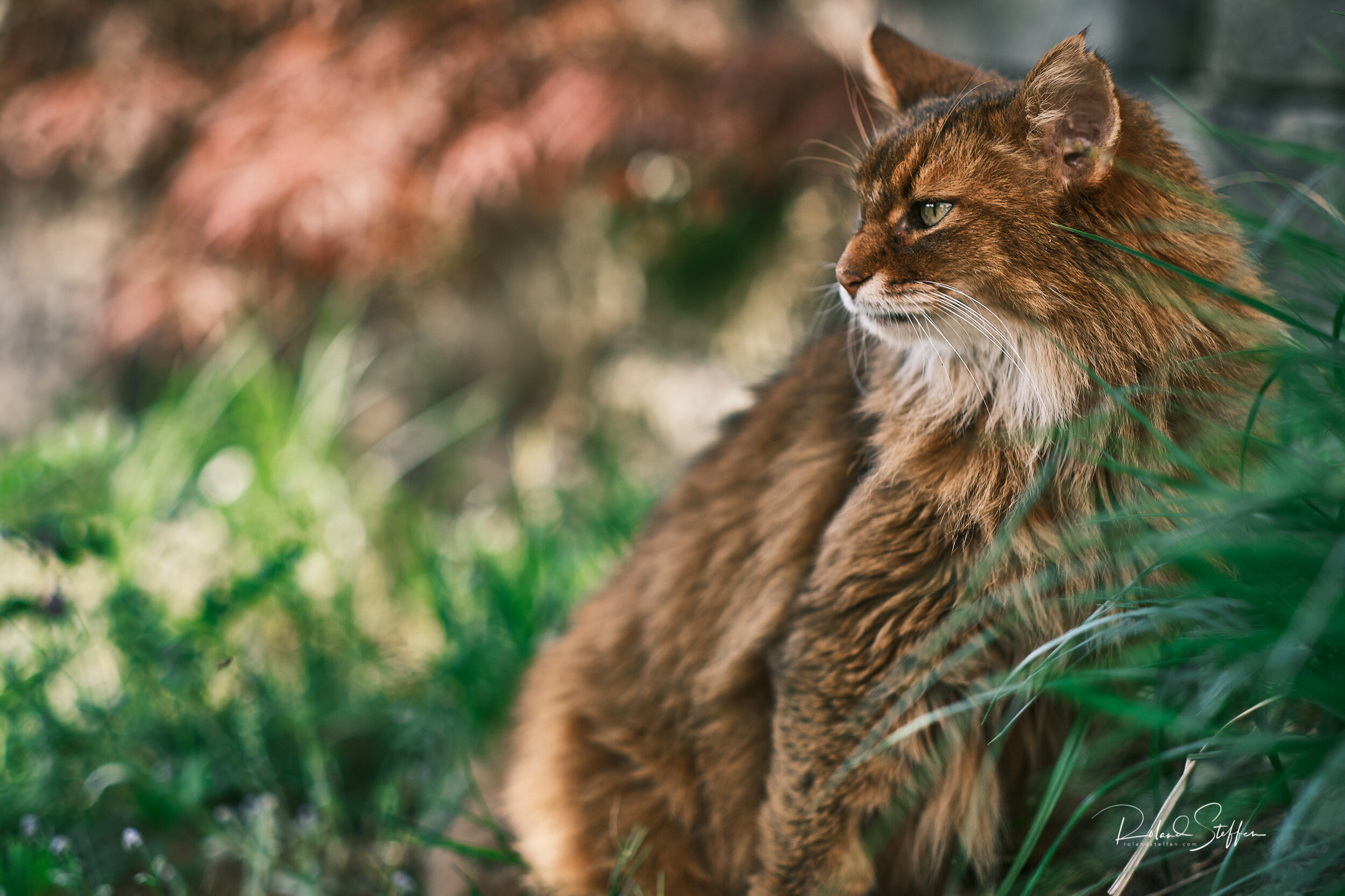 Fujinon XF 56mm f/1.2 - The bokeh painter