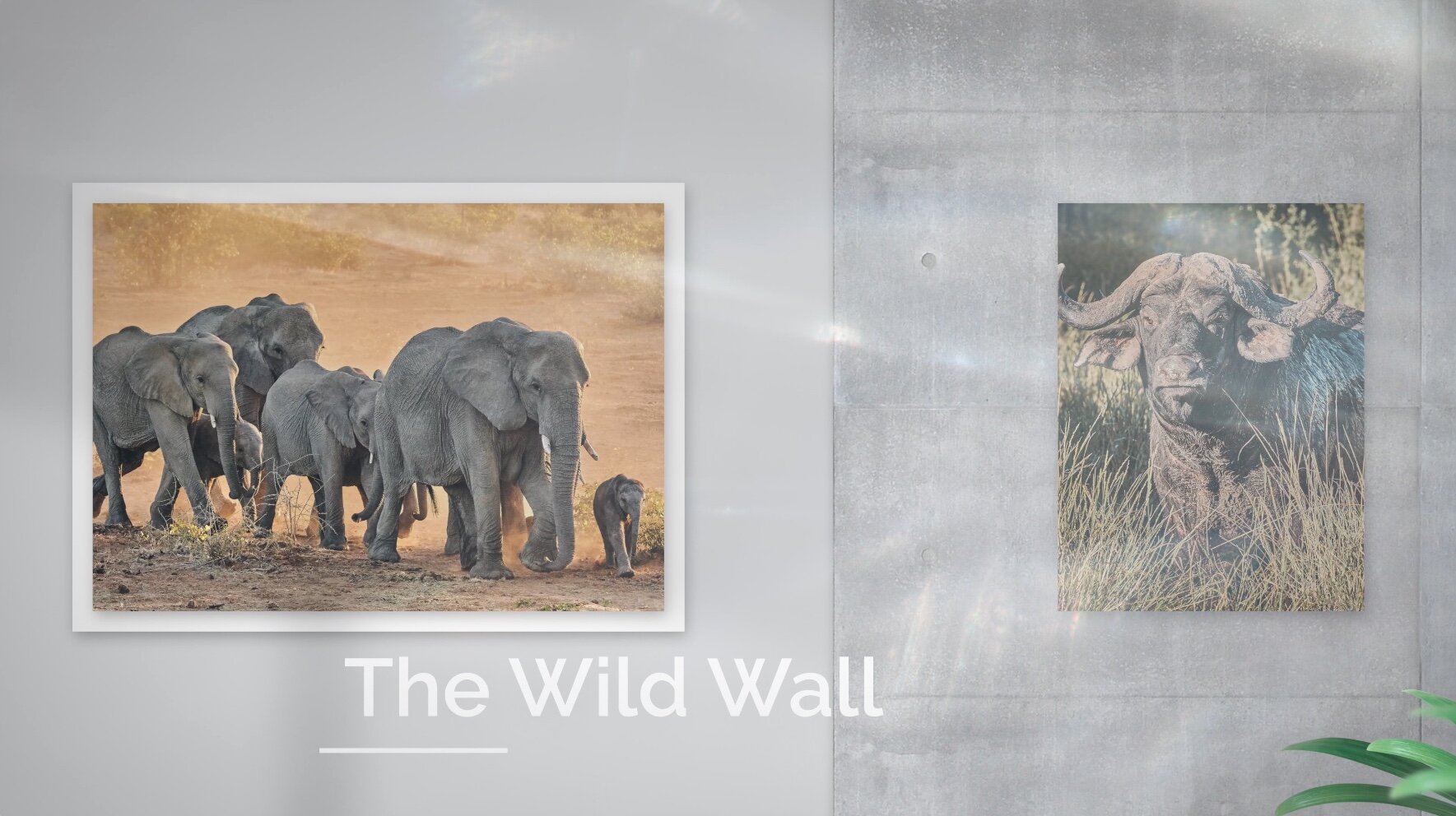 Are you ready for your Wild Wall?