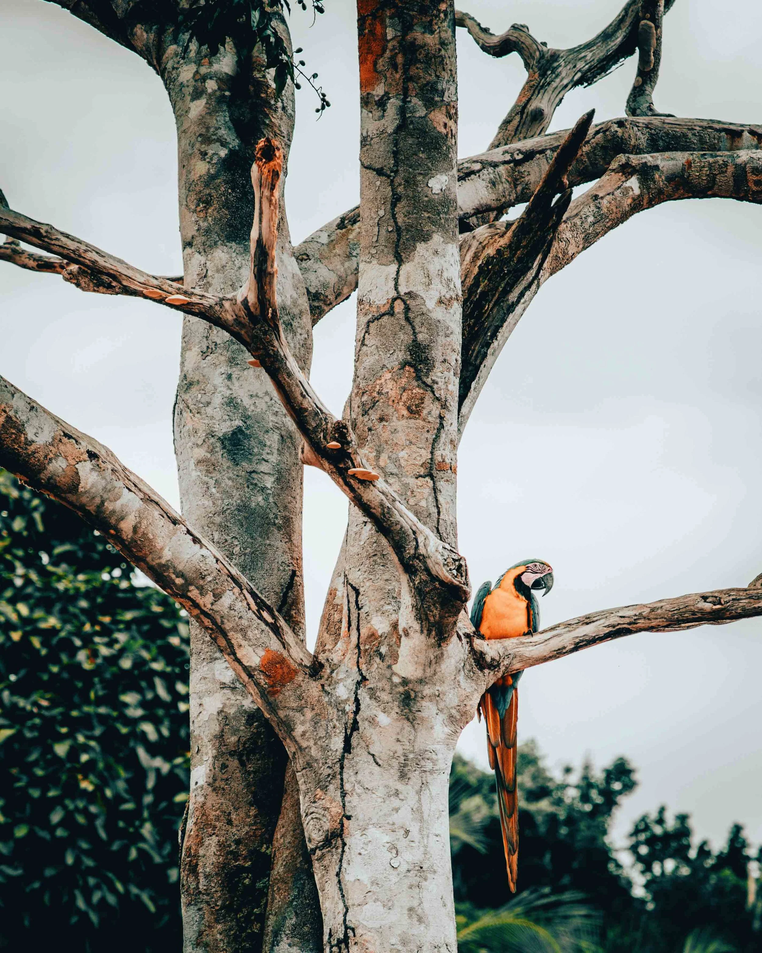 parrot.jpg