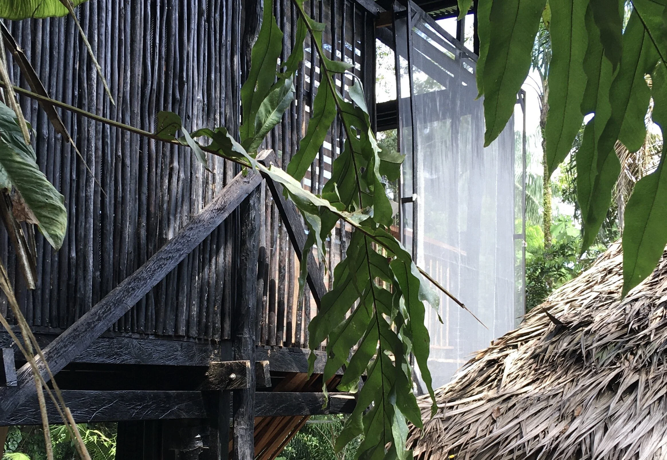 Nouvelles d’amazonie