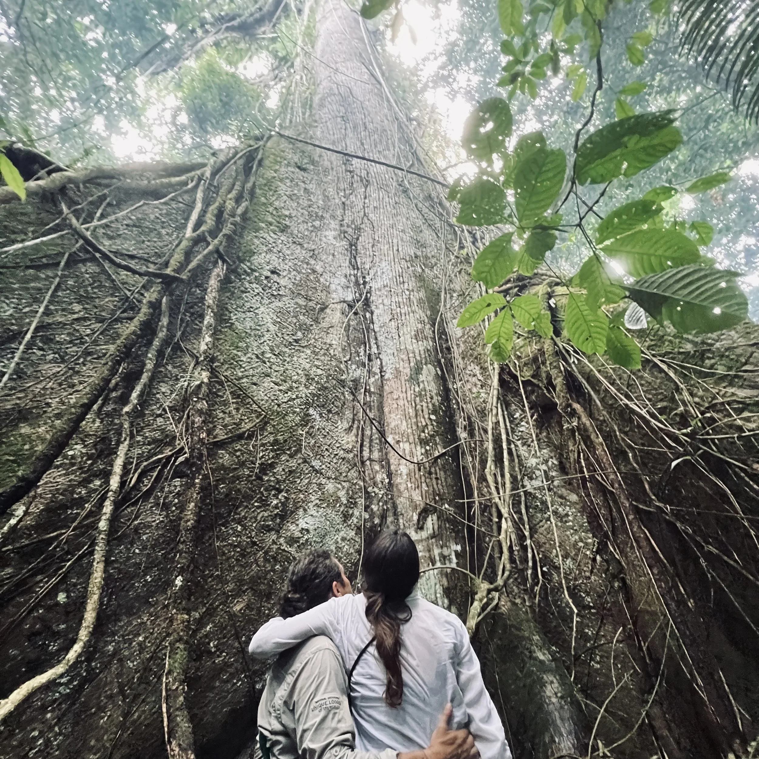 La Ceiba.jpeg (copie)