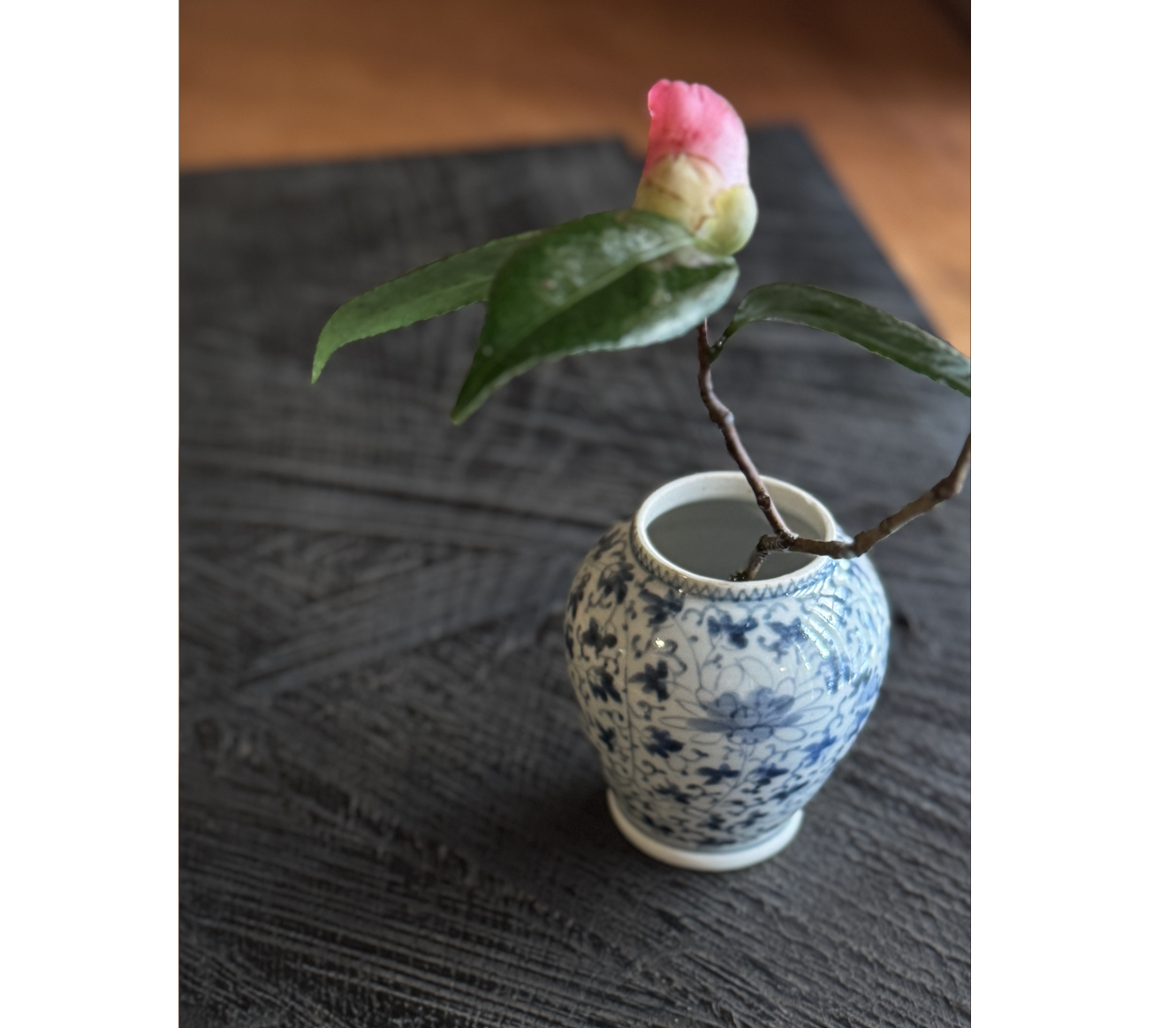 椿展｜Camellia Exhibition｜白marunoiuchi