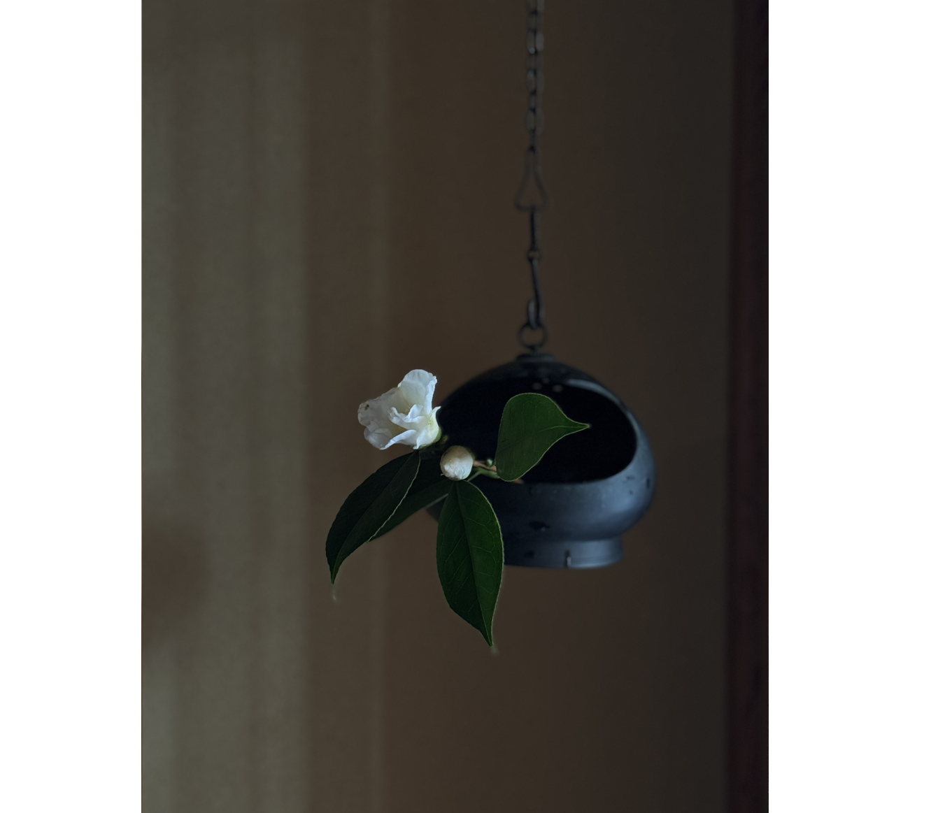 椿展｜Camellia Exhibition｜白marunoiuchi