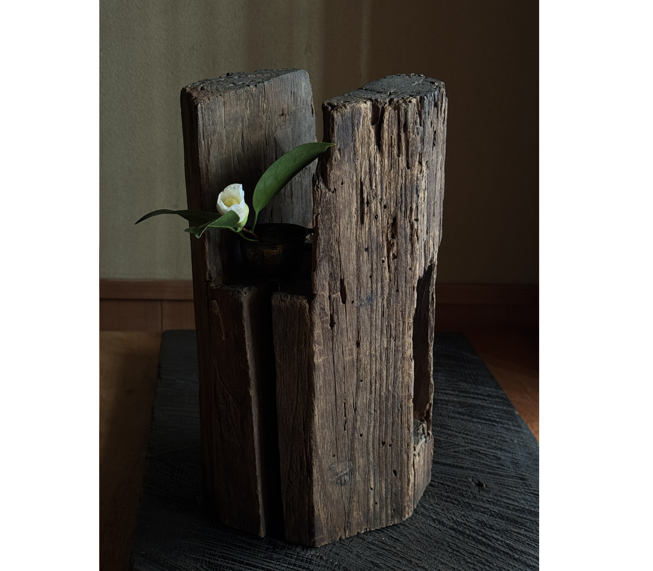 椿展｜Camellia Exhibition｜白marunoiuchi