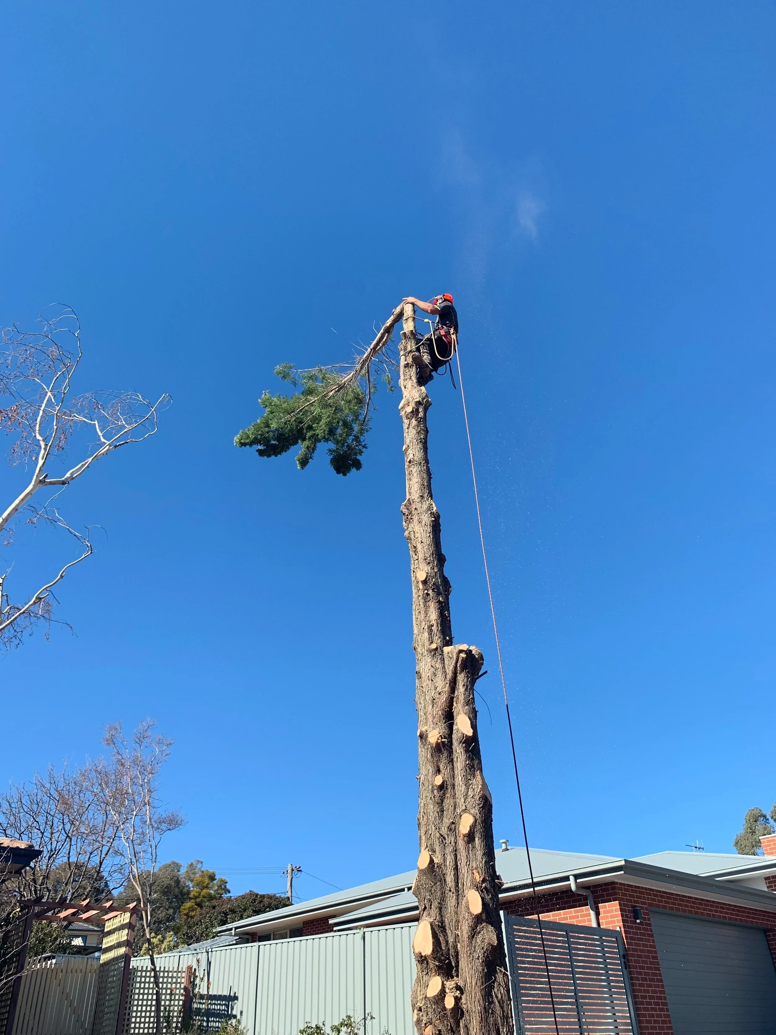 Tree and Stump Removal Canberra — Everscape Tree Services