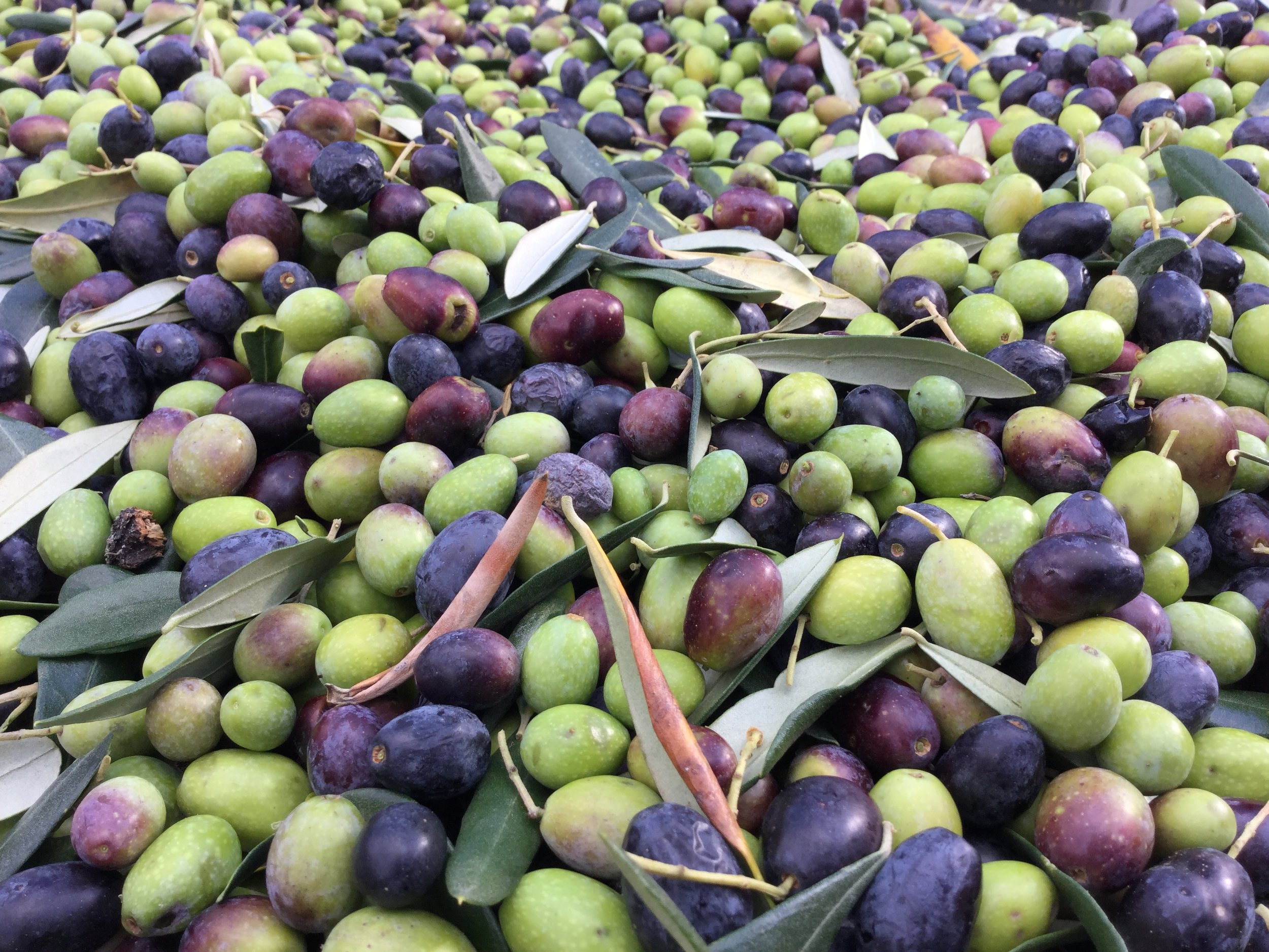 olives-just-picked_24690676388_o.jpg
