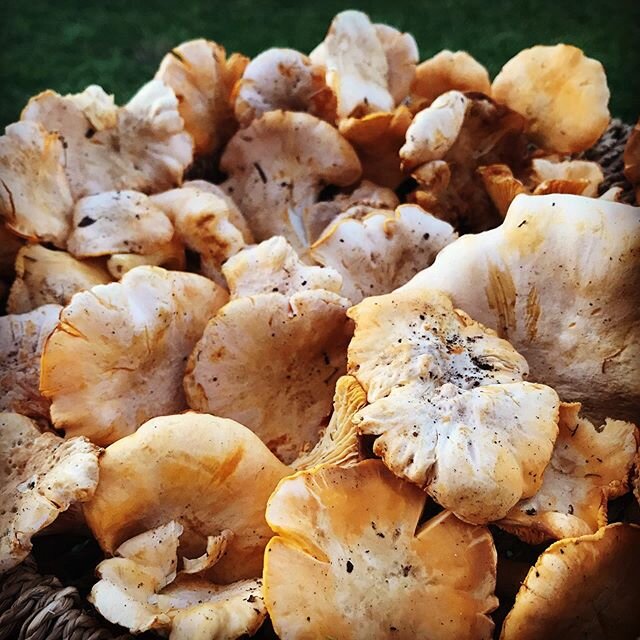 My MIL knows where to find them #chanterelle I am still waiting for my invite to join her maybe next year?  I am happy she is willing to share. 
#wildfoods #wildfoods #mushroomlover #foragingforfood #mycology #lifeintuscany #travelphotography #travel