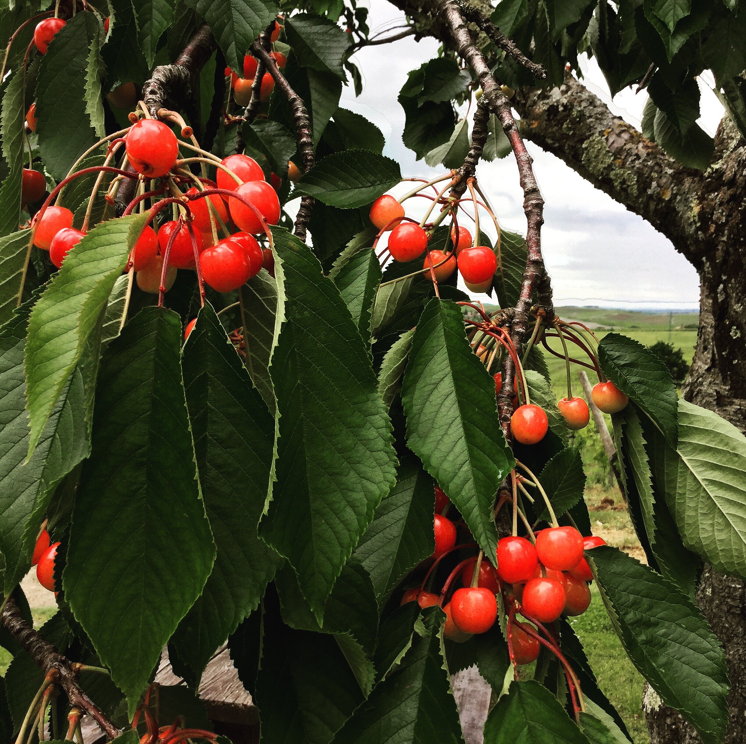 cherries in tree.JPG