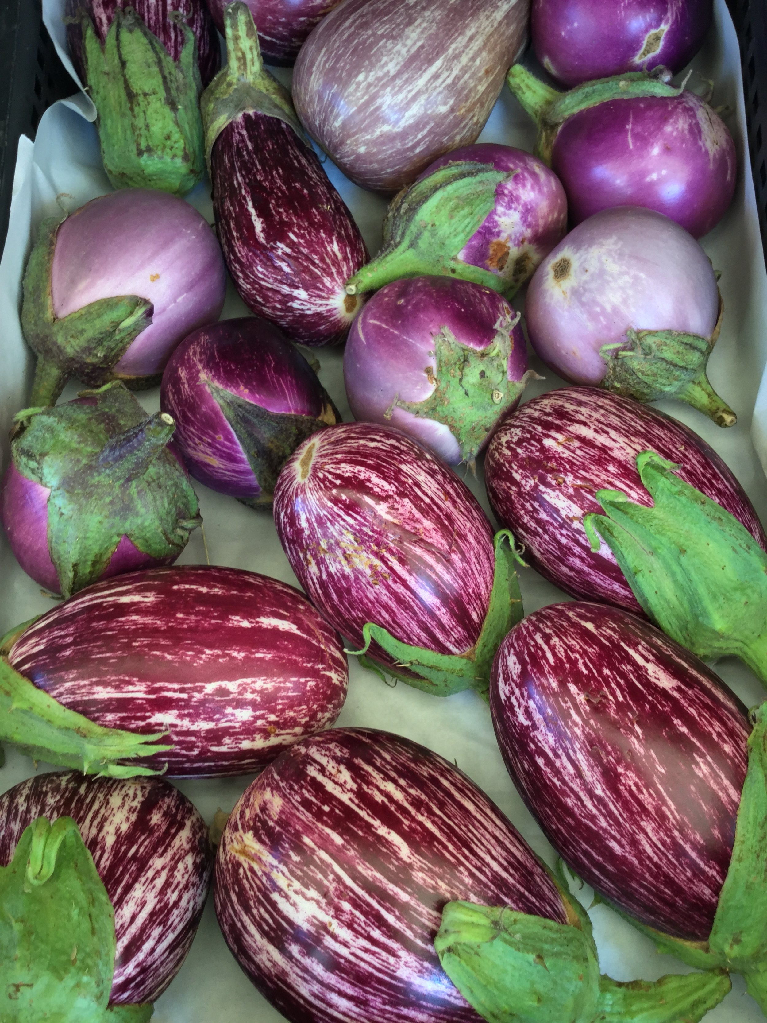 eggplant farmers marketJPG.JPG