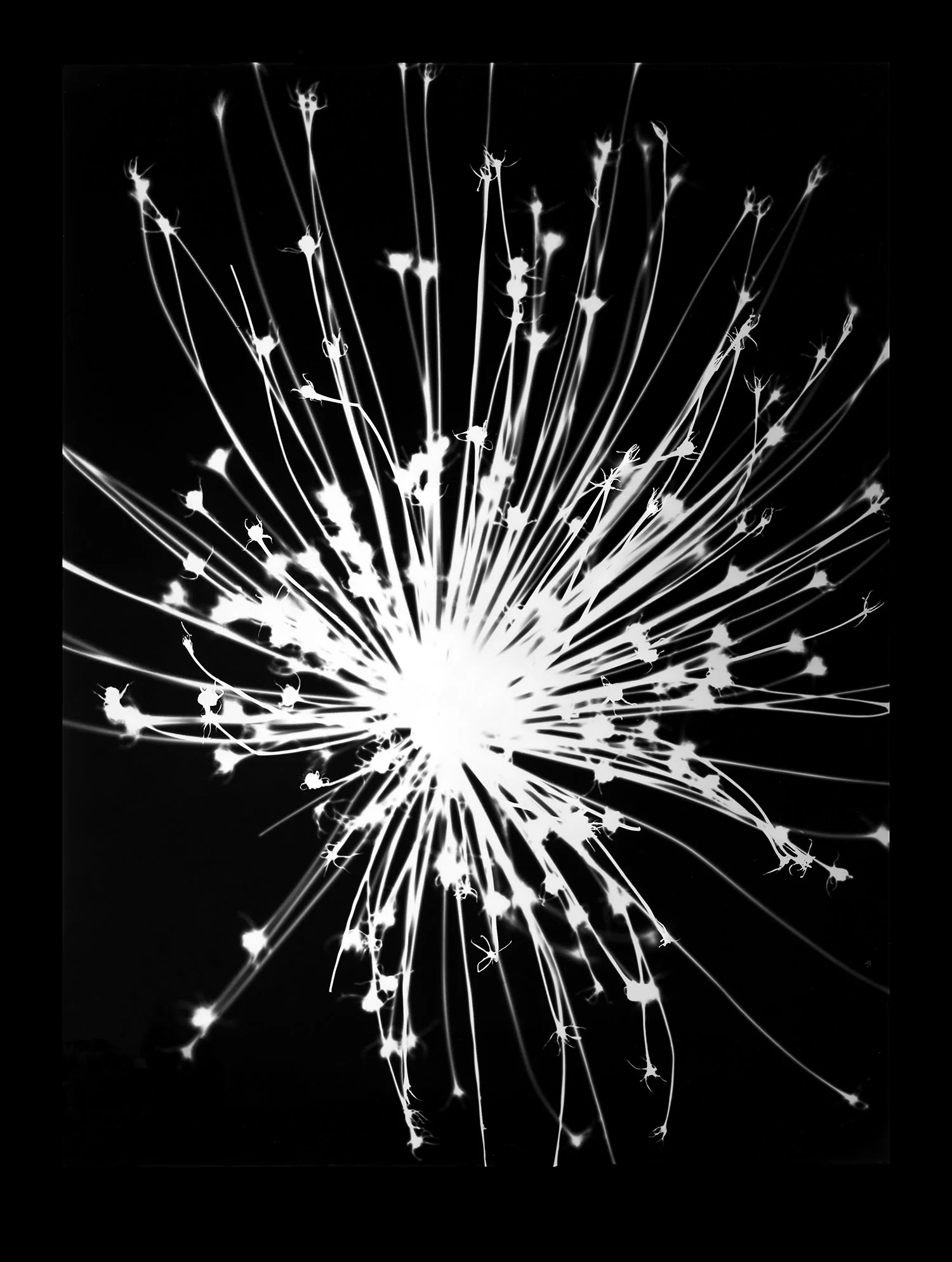Photogram of Allium