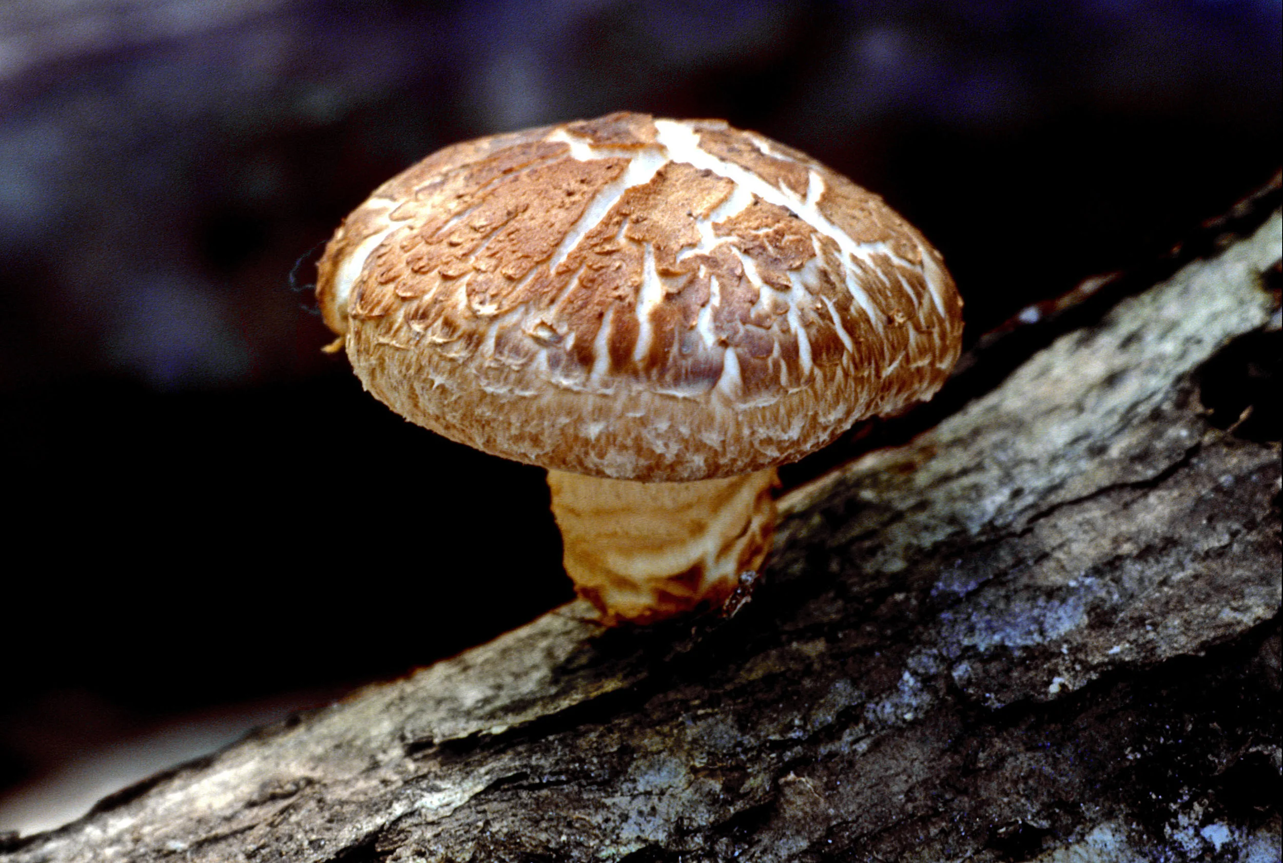 Shiitake_mushroom 2.jpg