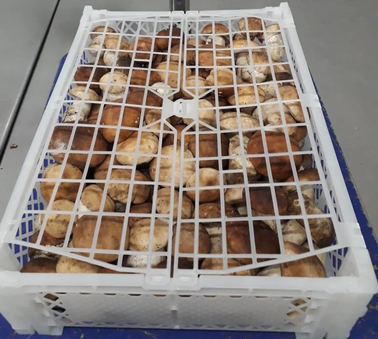 Fresh Porcini 2.jpg