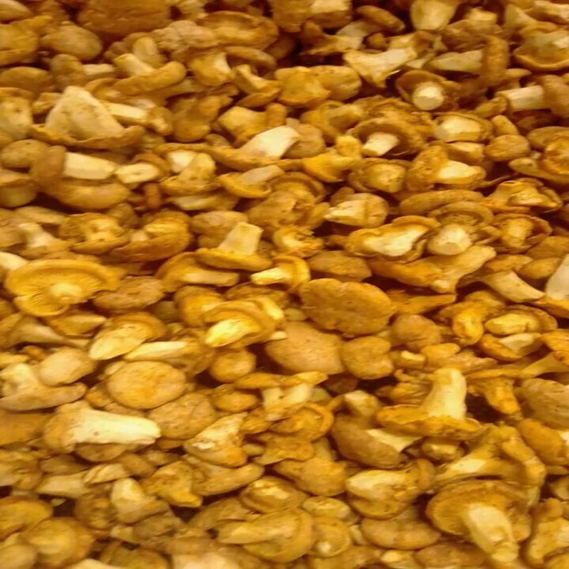 CHANTERELLES+2.jpg