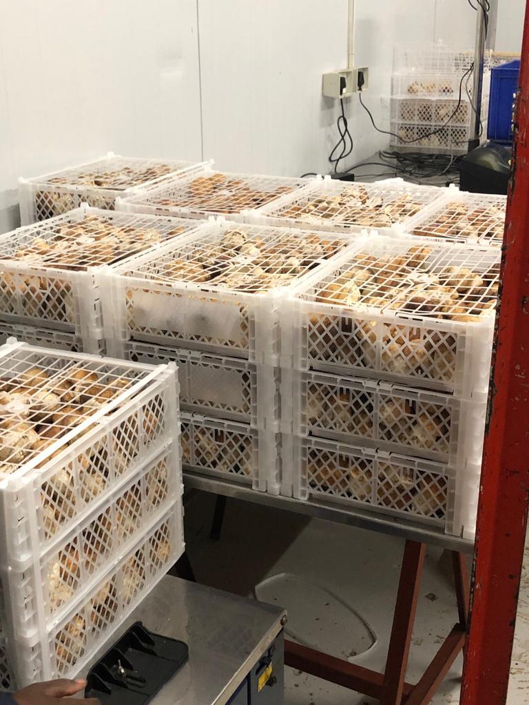 fresh packaging 2.jpg