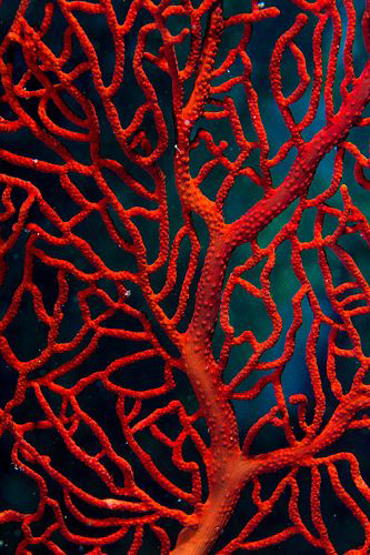 wanderlust_cabinet_landscape_coral.png
