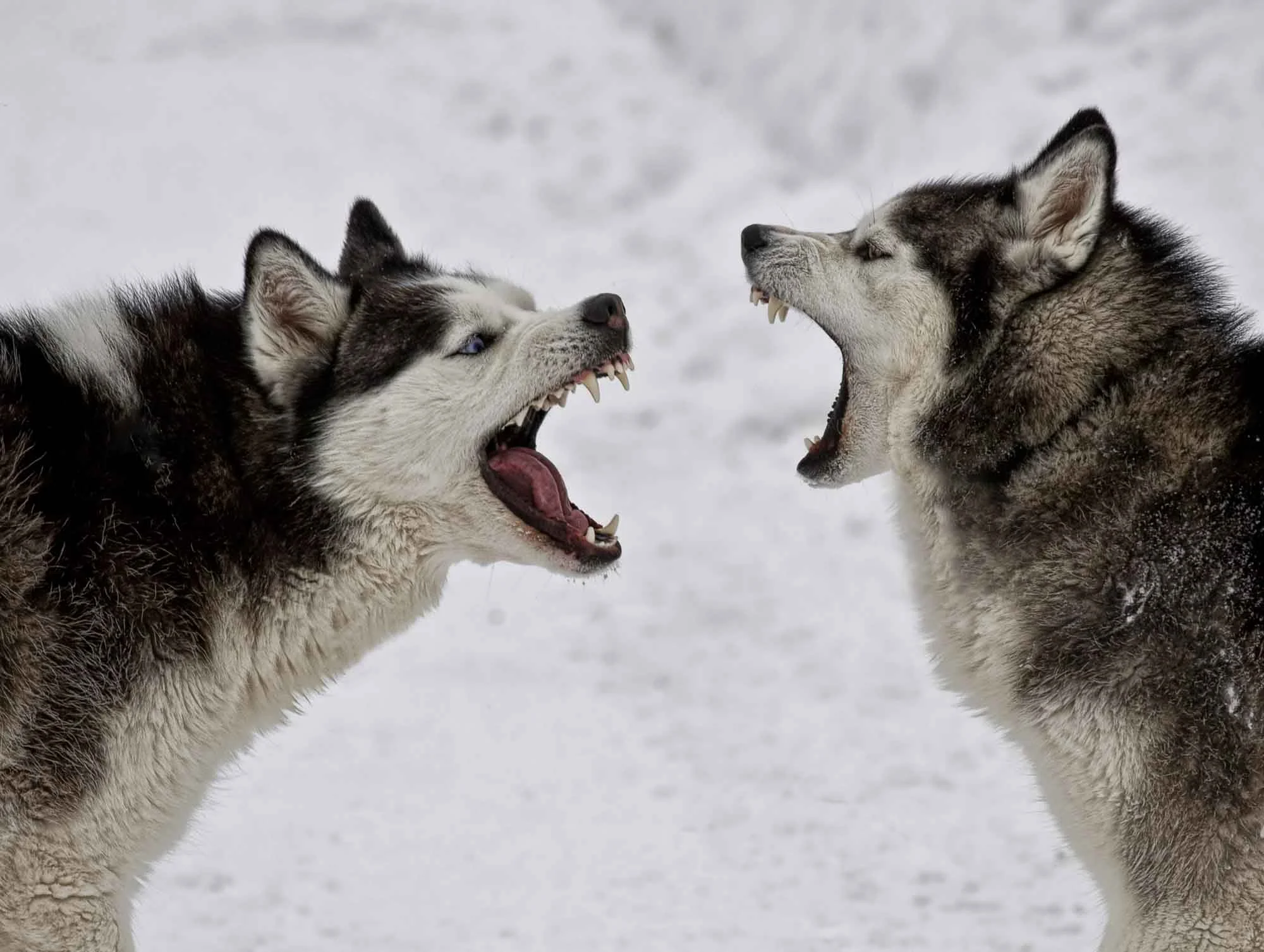 husky-dog-commercial-fight.jpg