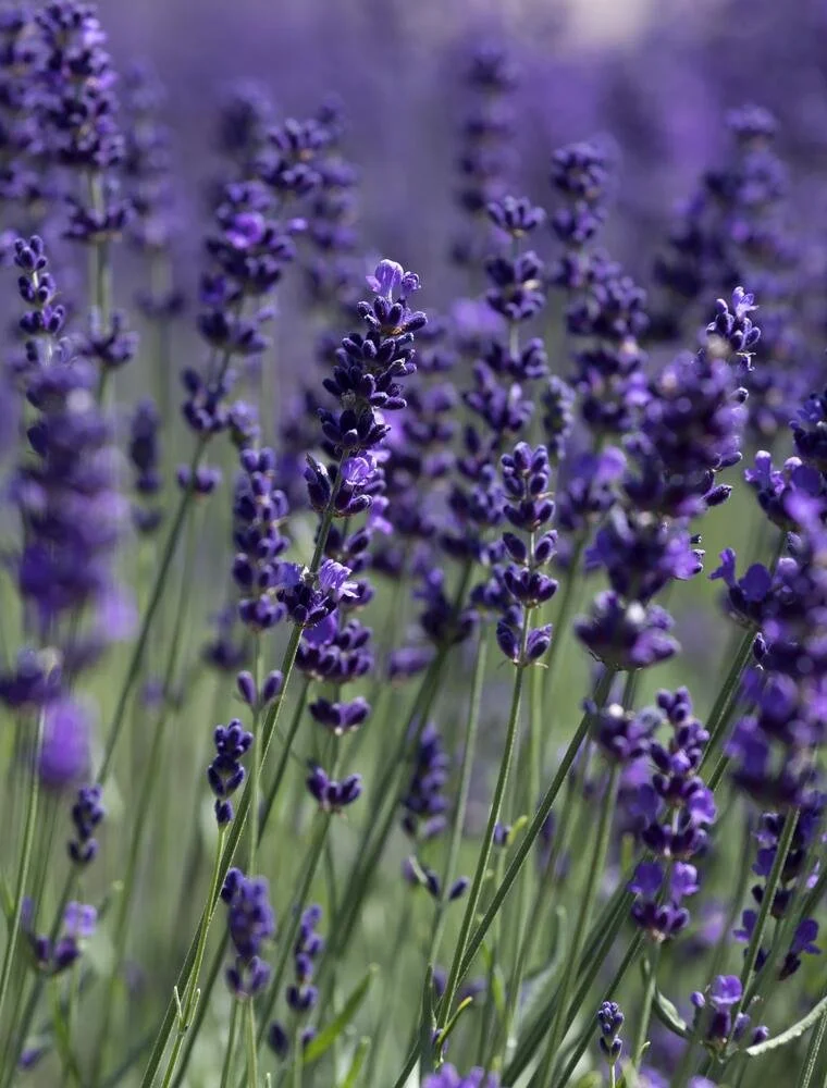 lavendel.jpg