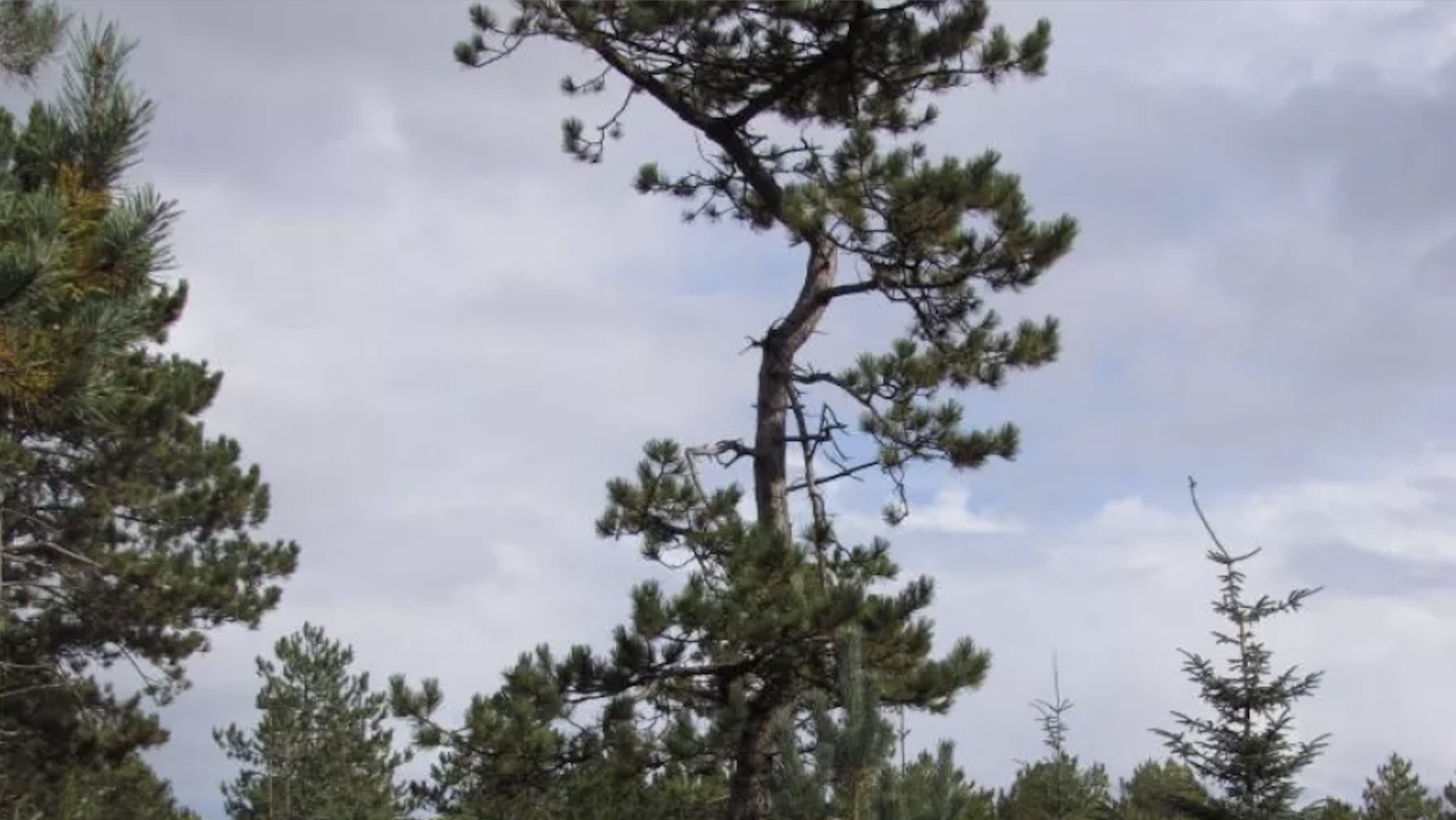 Skærmbillede 2026-01-12 kl. 08.48.59.png