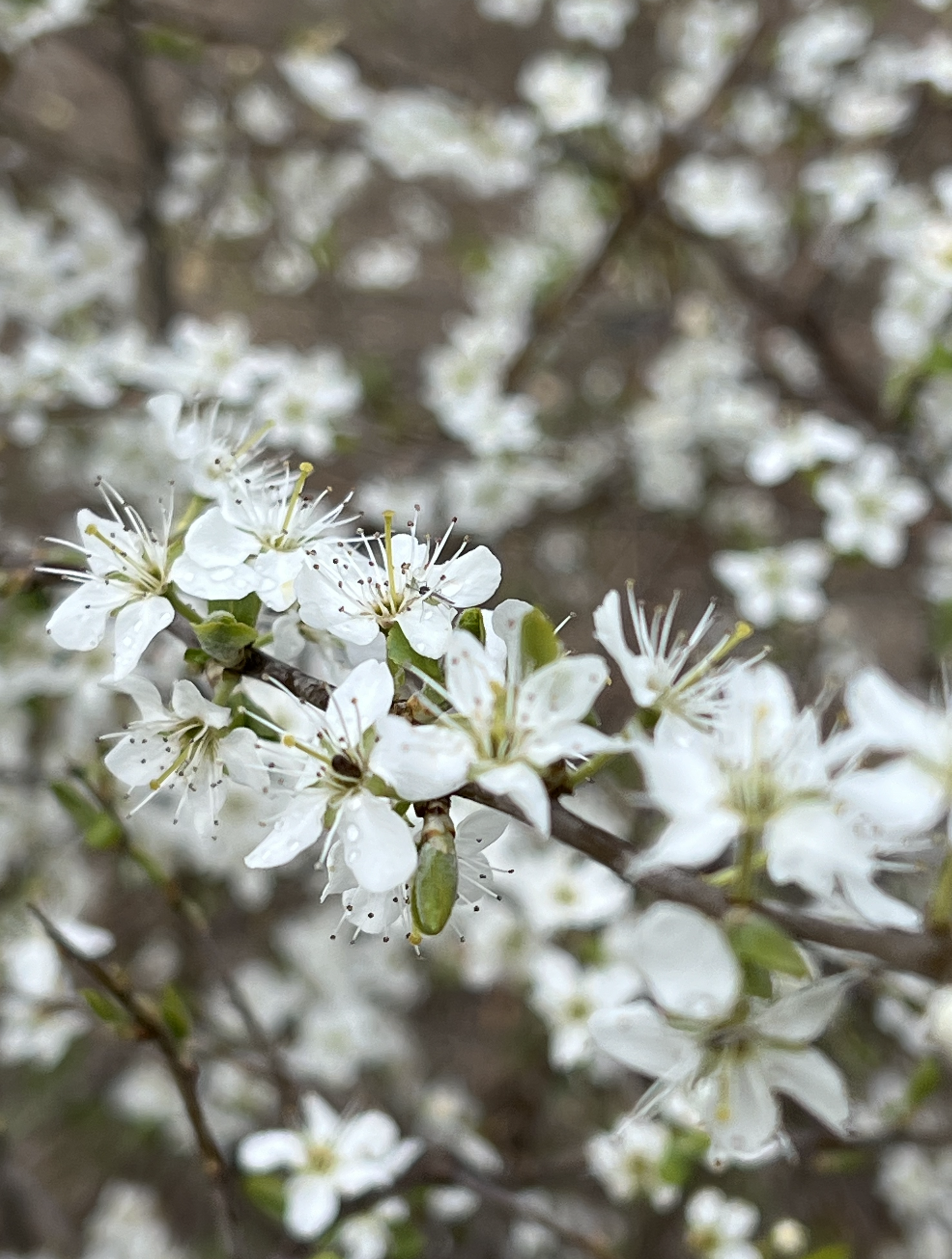Skærmbillede 2026-01-12 kl. 09.40.39.png
