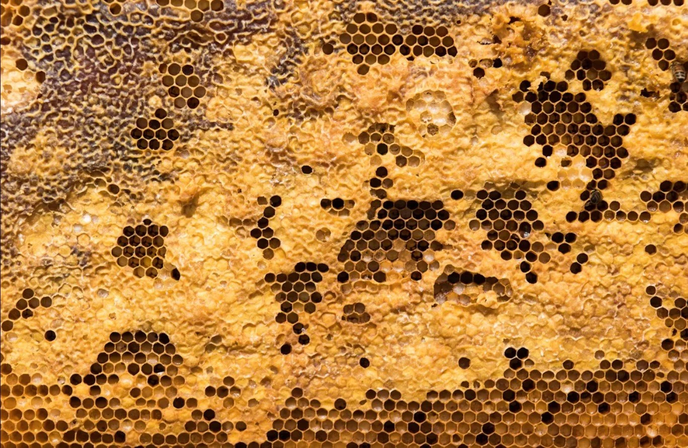 Beeswax Is Safe For Babies