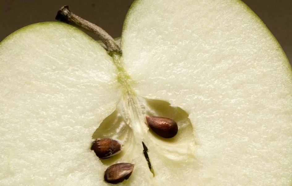 baby ate apple seeds