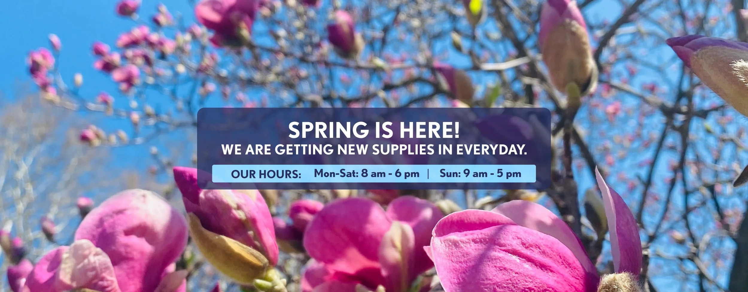Amans_CoverGraphic_Spring.jpg