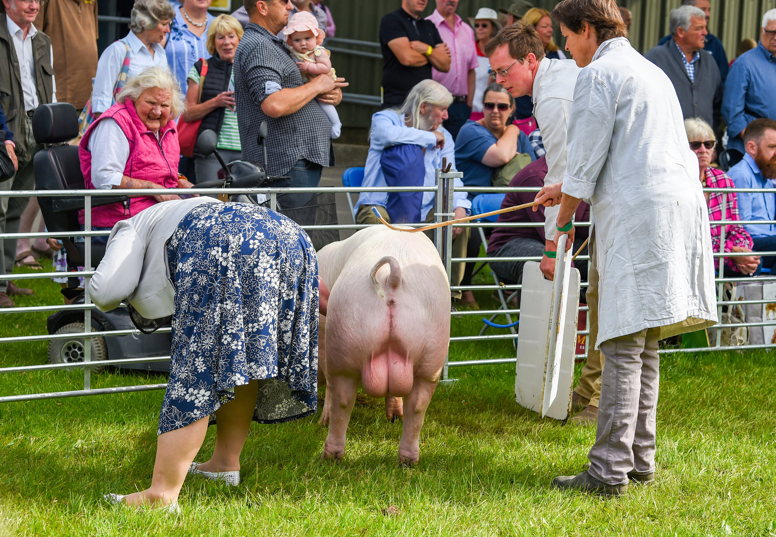  Judging in the Best Pig in Show category at the South of England Show in beautiful sunny weather held at the Ardingly Showground, East Sussex.
Photo by Simon Dack, 08 June 2018
 