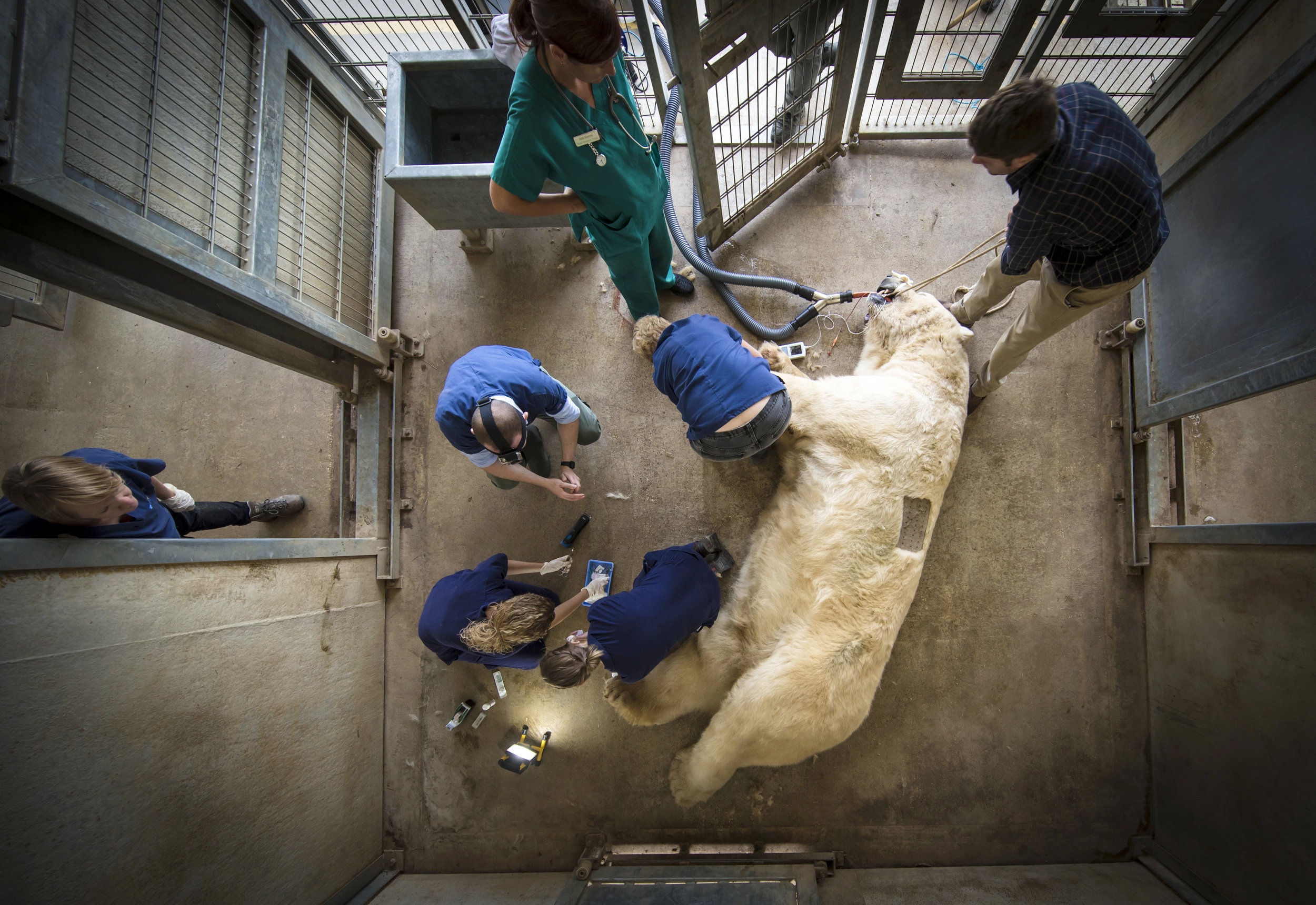  Victor, a 620 kg polar bear, is given an allergy test at the Yorkshire Wildlife Park near Doncaster after he and a smaller bear, Nobby, began suffering from abscesses on their feet.
Photo by Danny Lawson, 15 August 2018
 