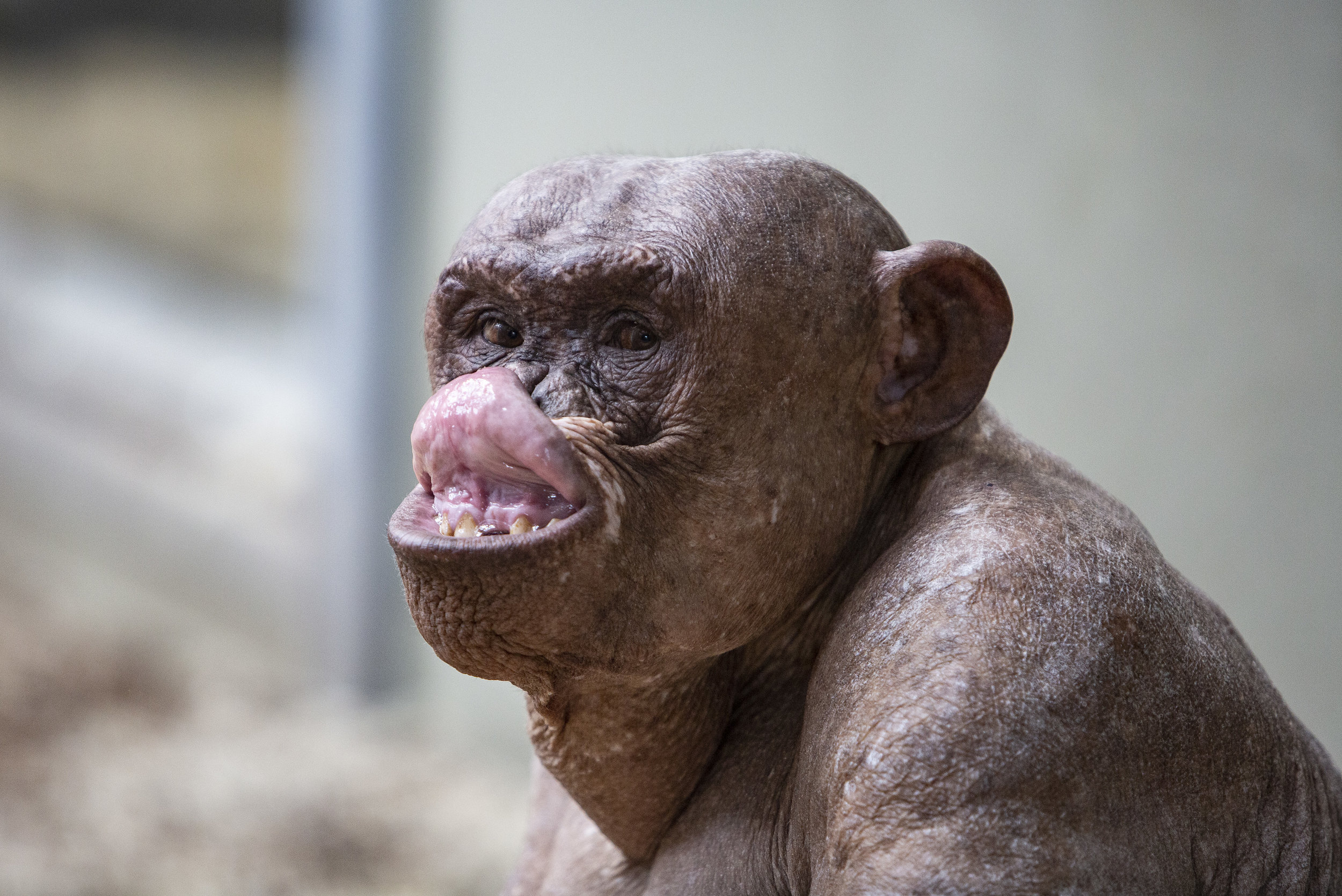 Chimpazee Jambo makes a funny face at vistors before exploring his new home at Twycross Zoo, Leicstershire - a new outdoor enclosure designed to be as enriching as possible for the animals.
Photo by Lucy Ray, 13 June 2018
 