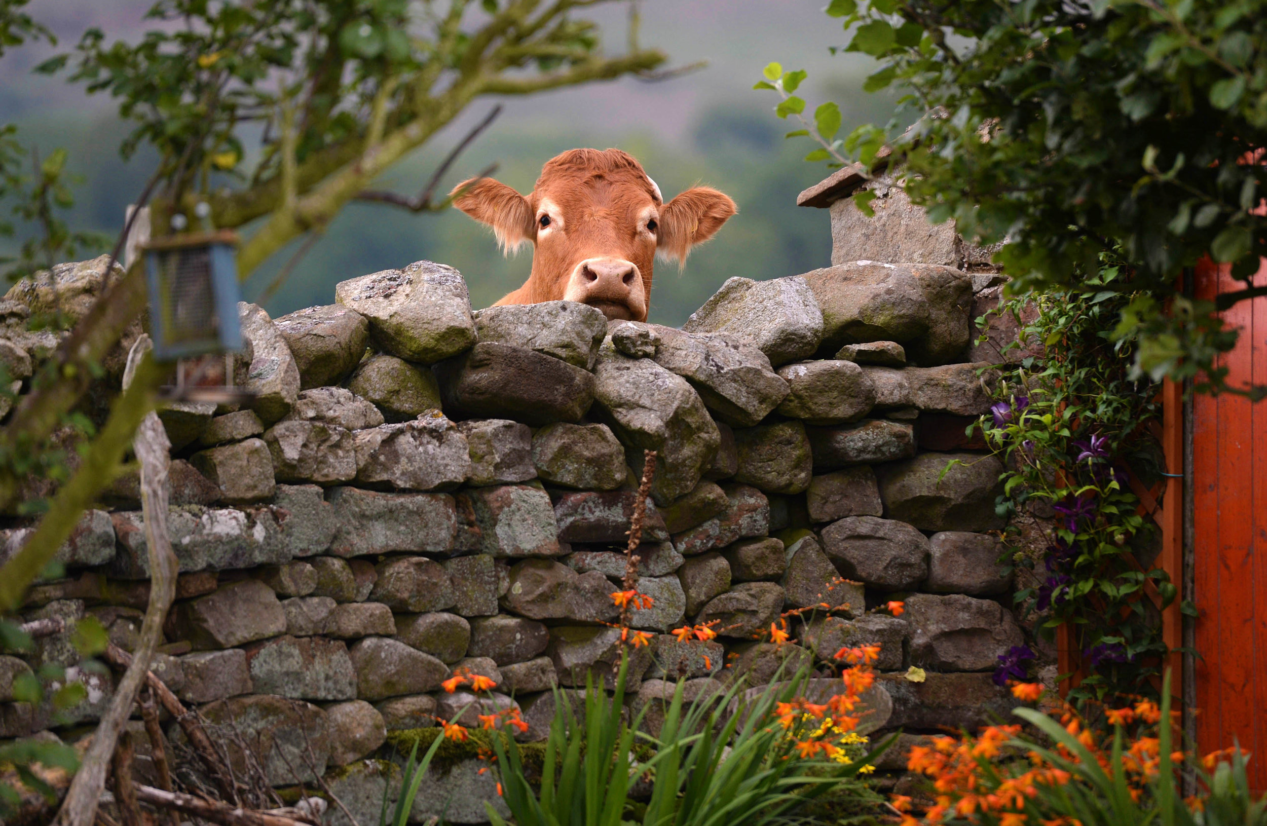  A Cow in the Eden Valley, Cumbria.
Photo by Mark Stewart, 01 September 2018
 