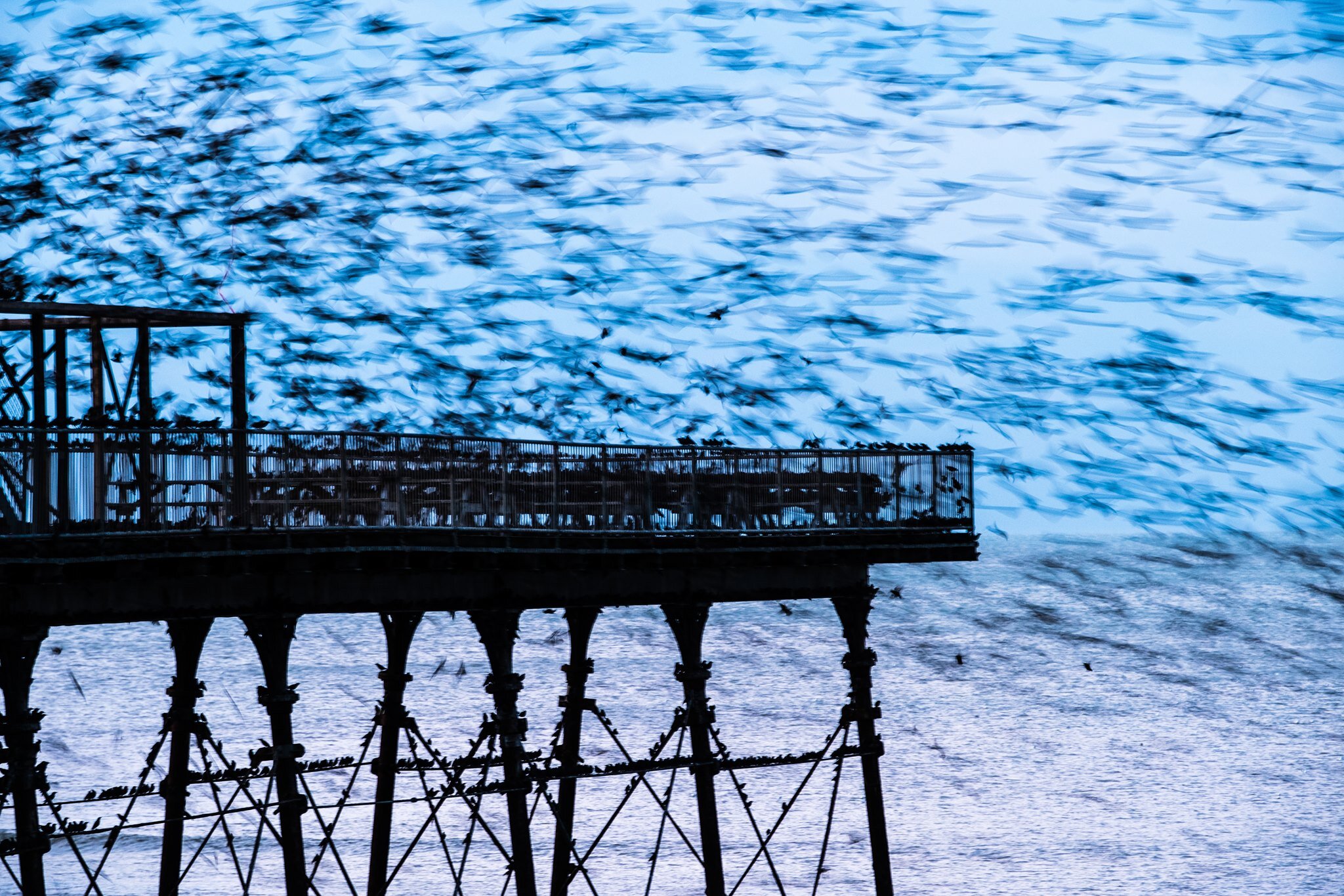 UK Weather : Starlings at dusk around the pier in Aberystwyth Wales