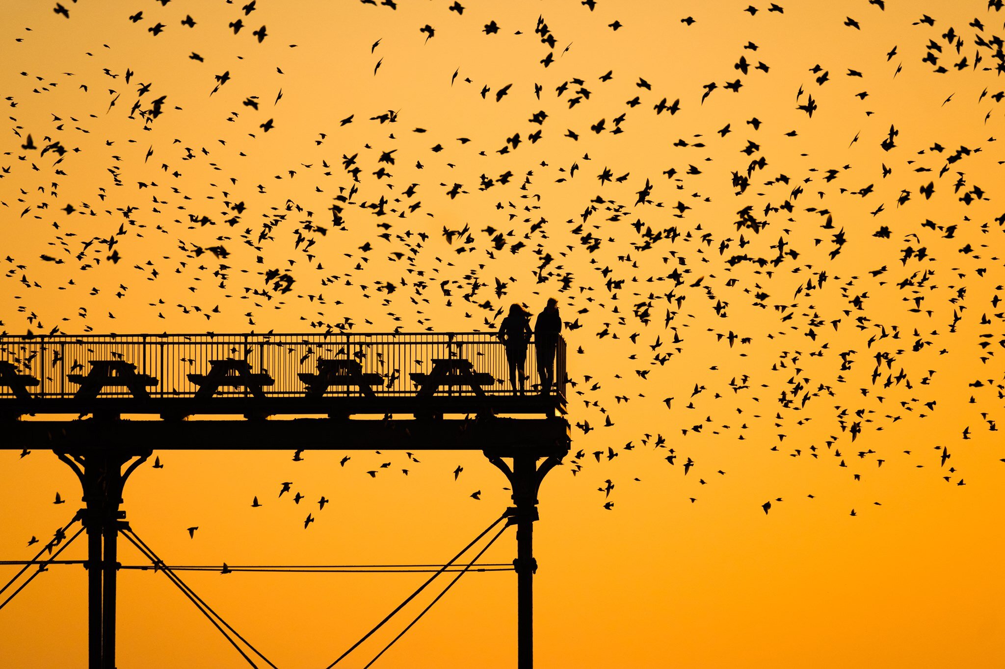 UK weather: Starlings at sunset at Aberystwyth Pier , Wales