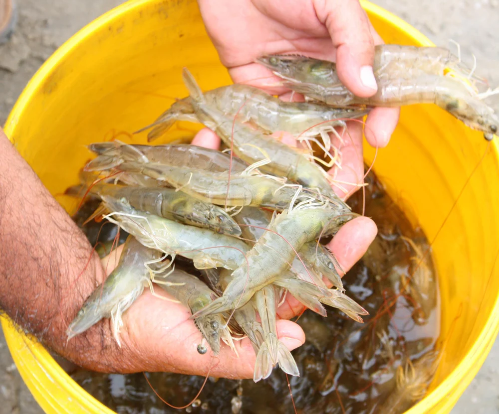 Shrimp farm in Peru