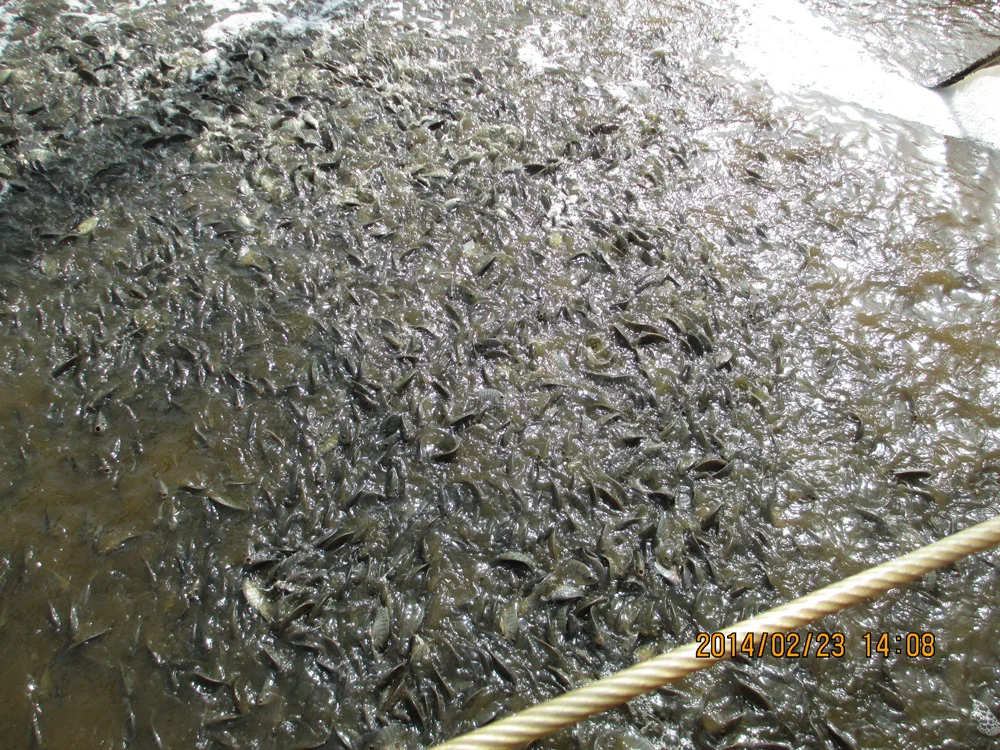 Tilapia Farming in Costa Rica