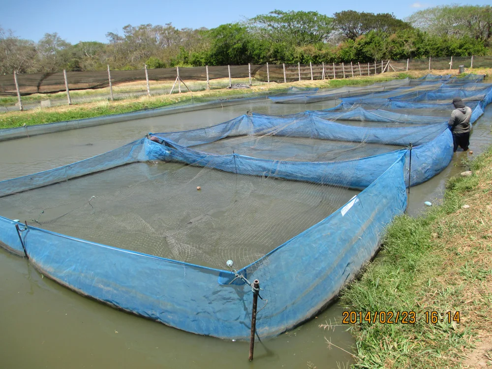 Shrimp Farming in Costa Rica